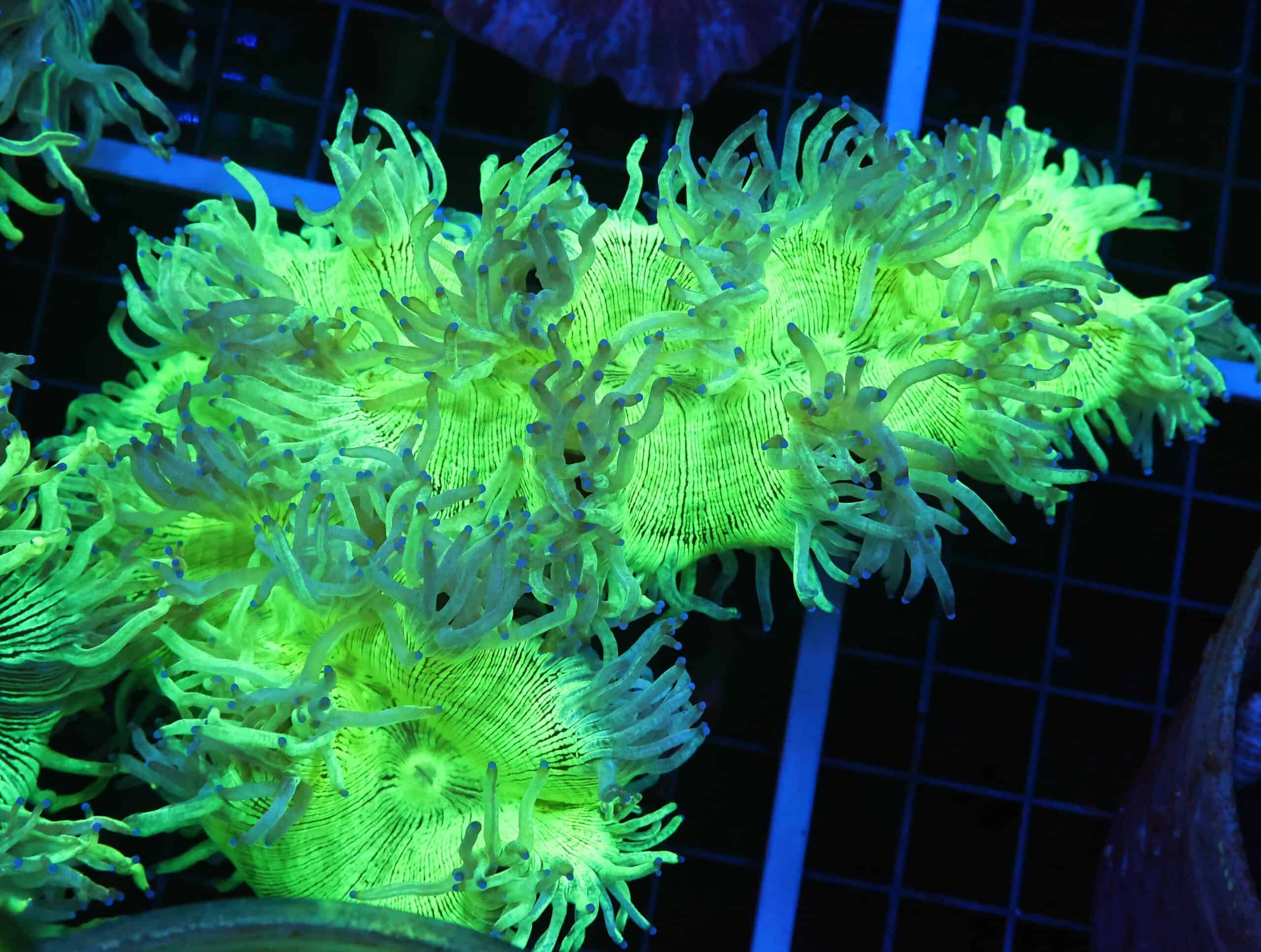 B57 -INDO PURPLE TIP ELEGANCE LG