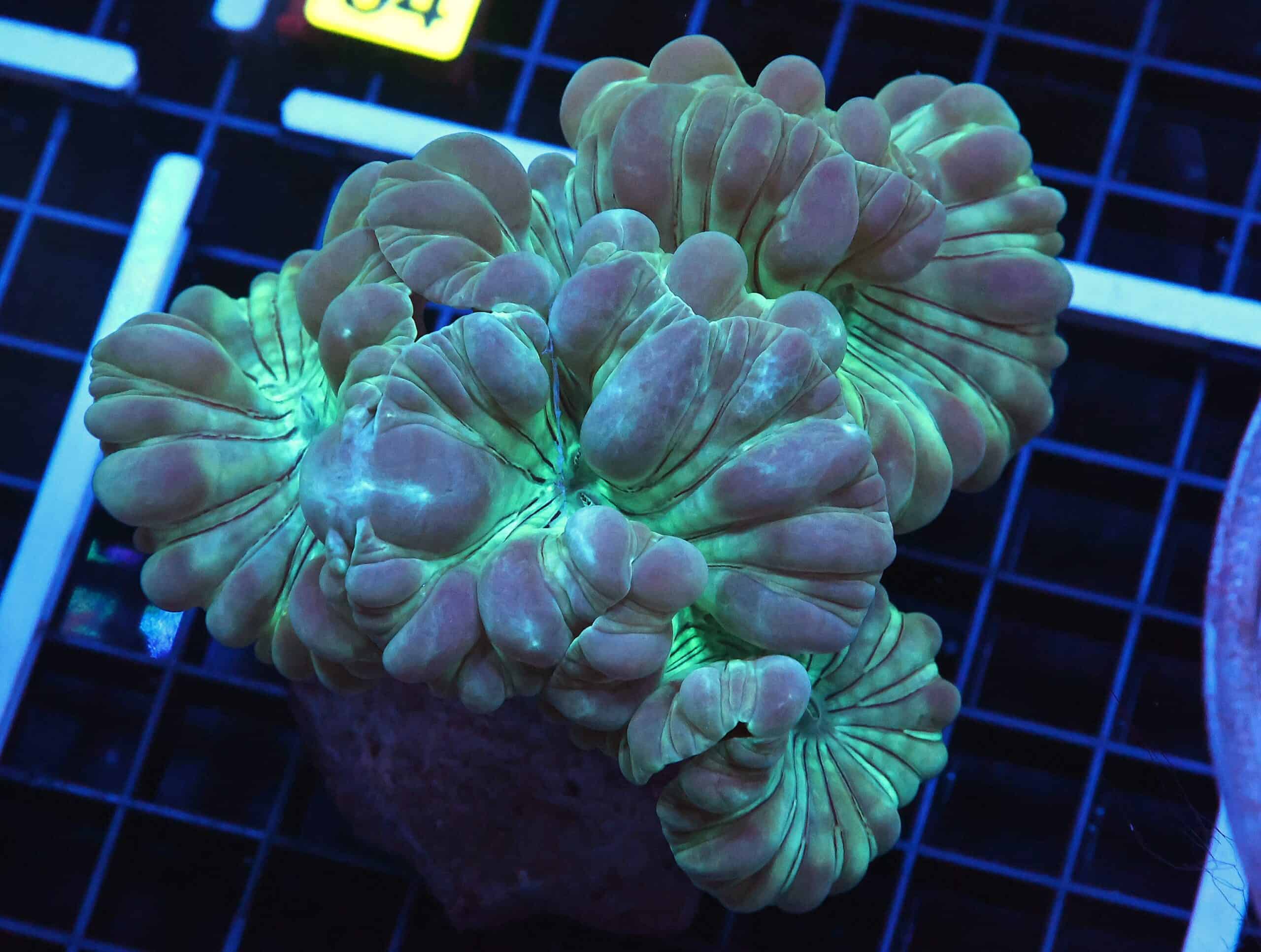 B59 -INDO METALLIC FOX CORAL