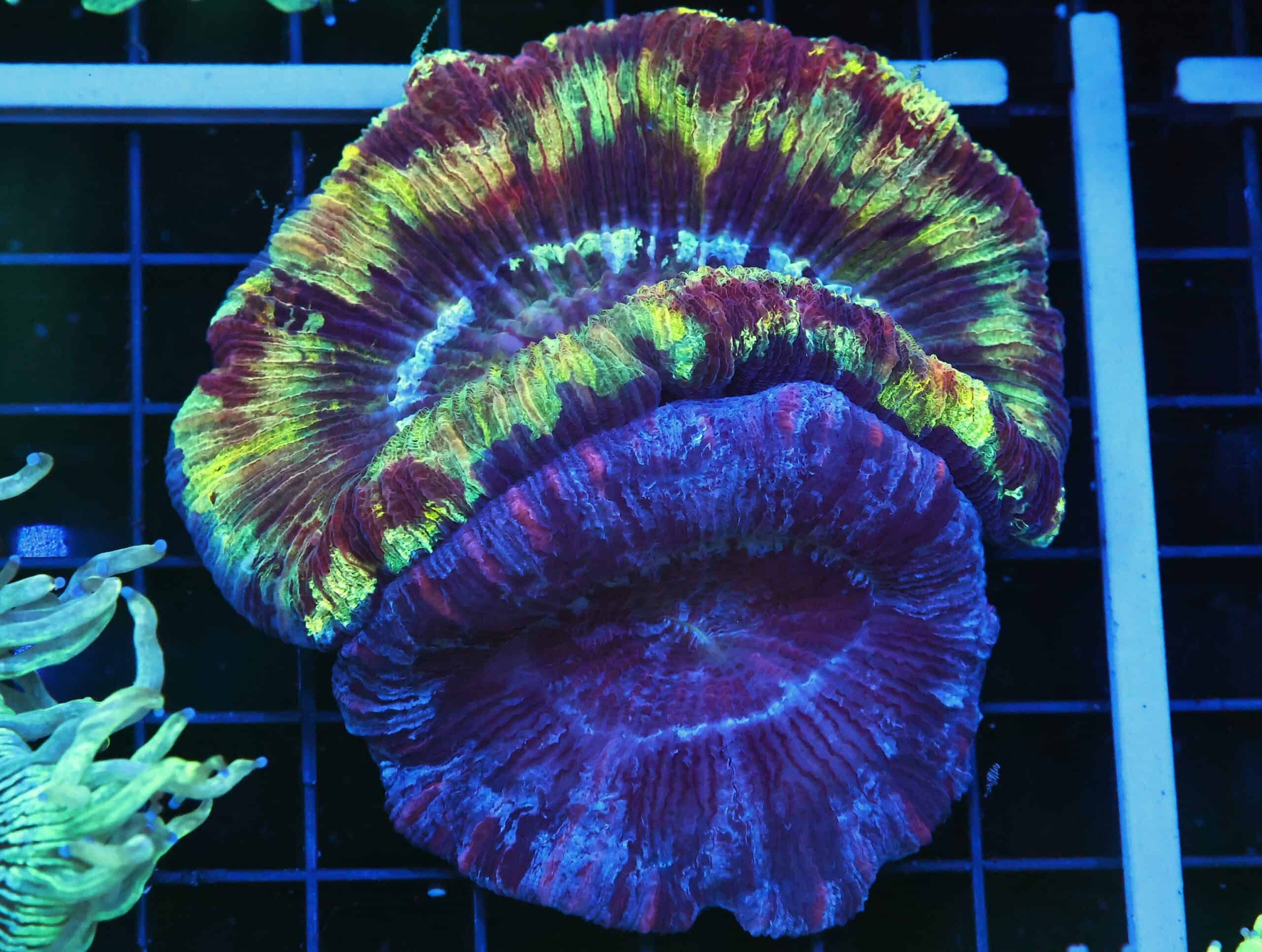 B62 -INDO ULTRA DOUBLE HEAD TRACHY