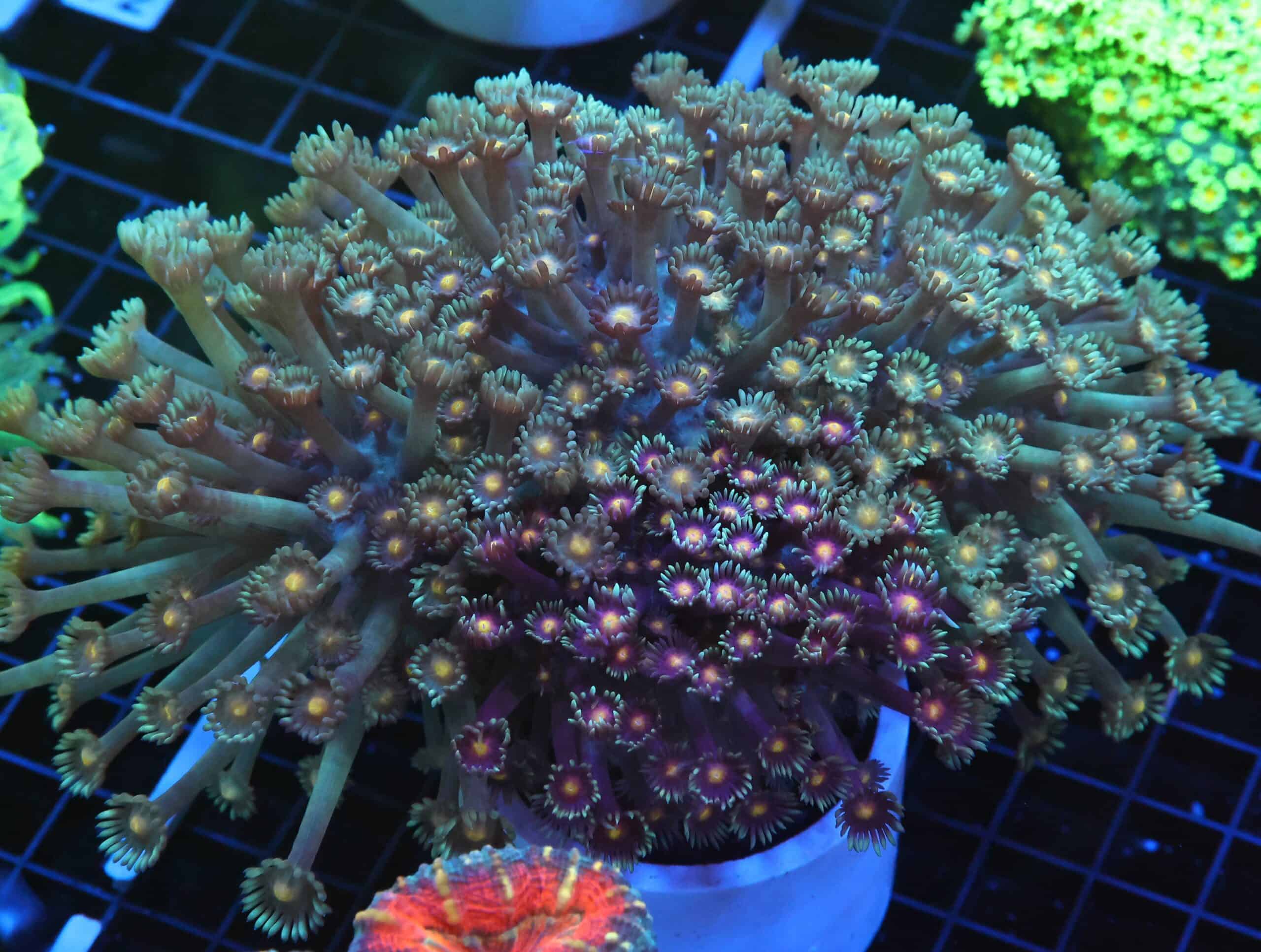 B68 -INDO TWOTONE BRANCHING GONIOPORA