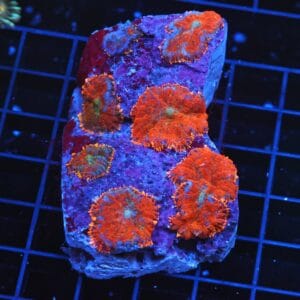 B69 -FLORDIA ORANGE RHODACTIS MUSHROOM