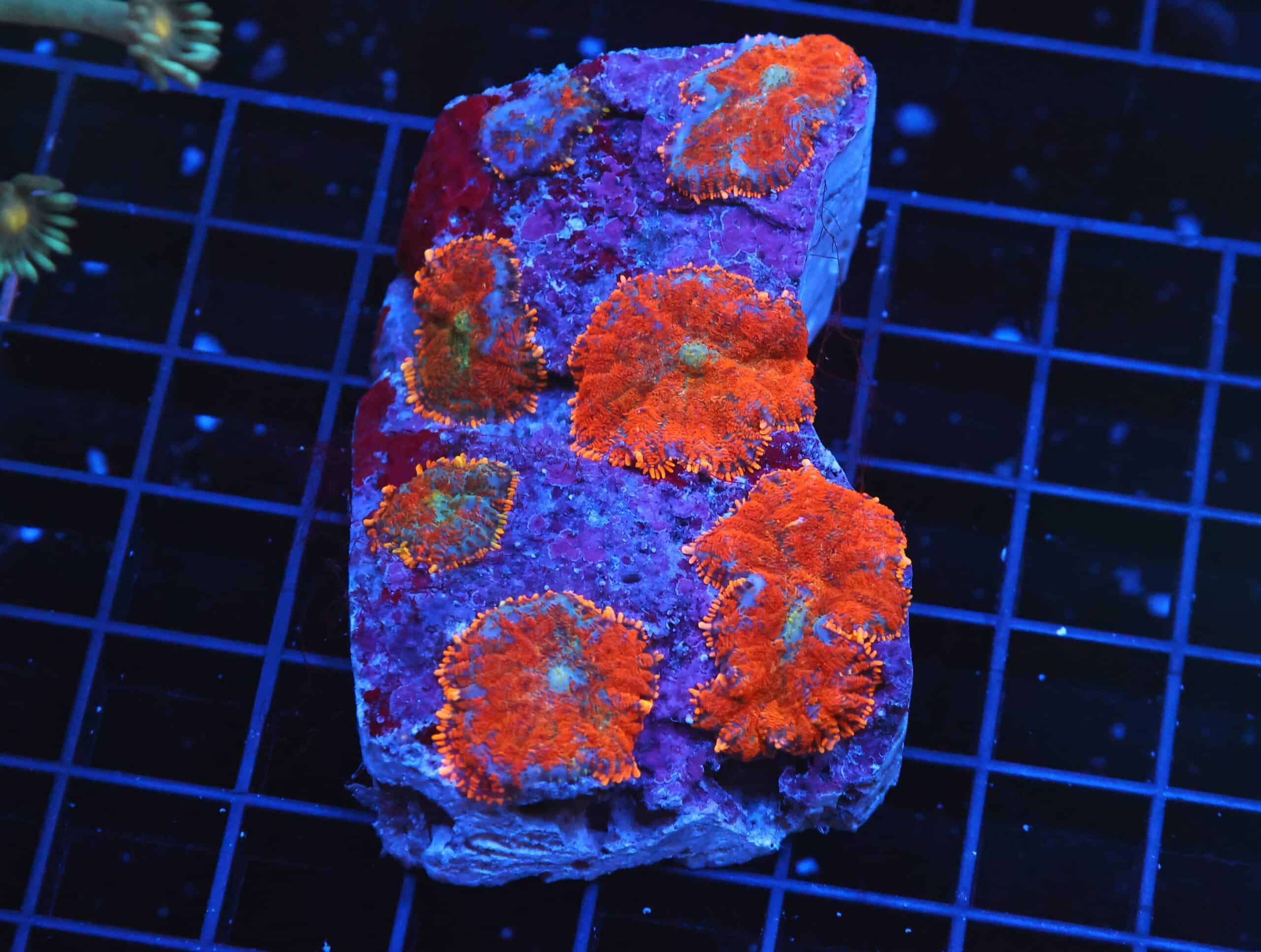 B69 -FLORDIA ORANGE RHODACTIS MUSHROOM