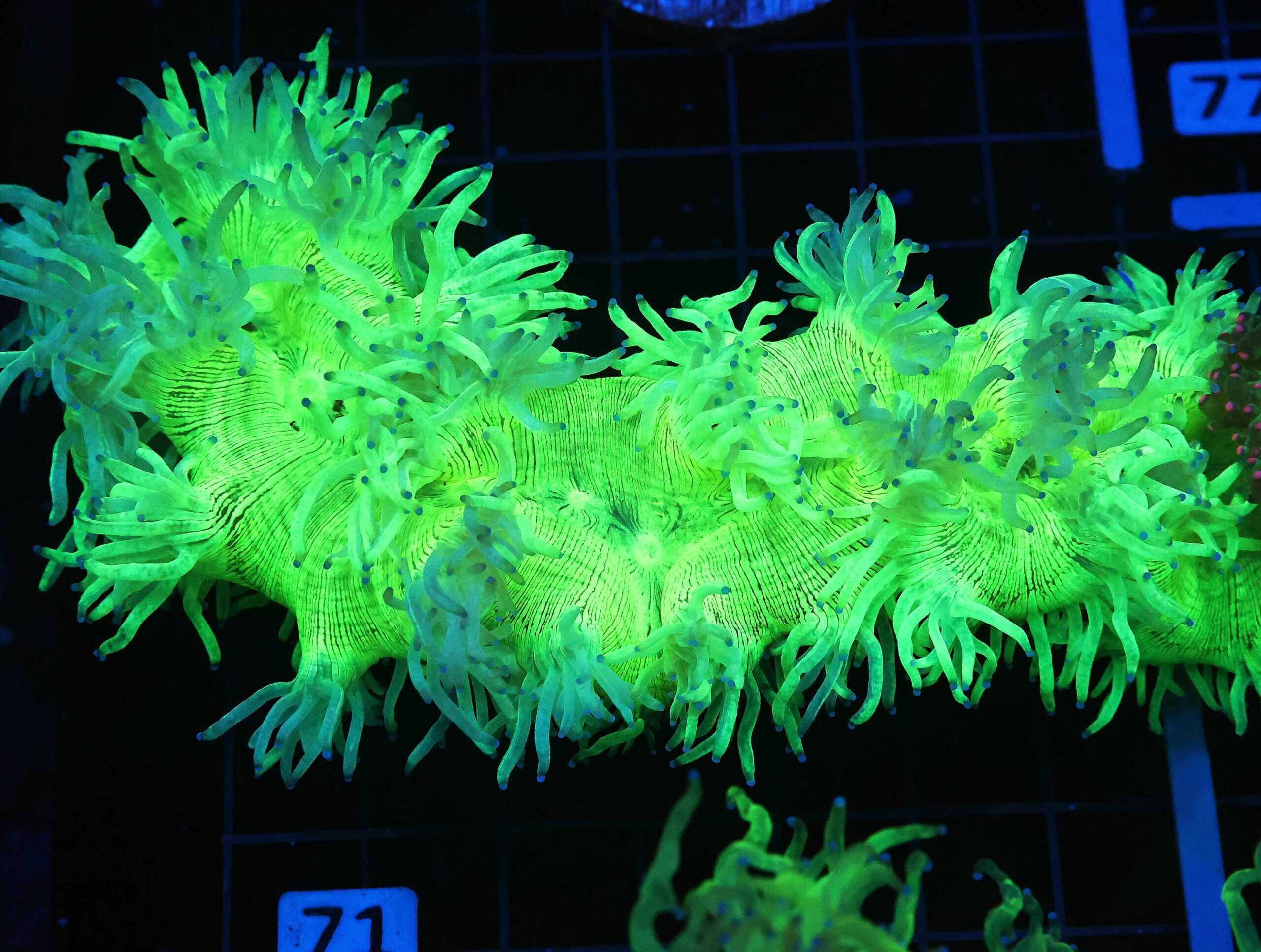 B71 -INDO PURPLE TIP ELEGANCE LG