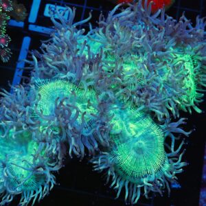 B75 -INDO PURPLE TIP ELEGANCE XL