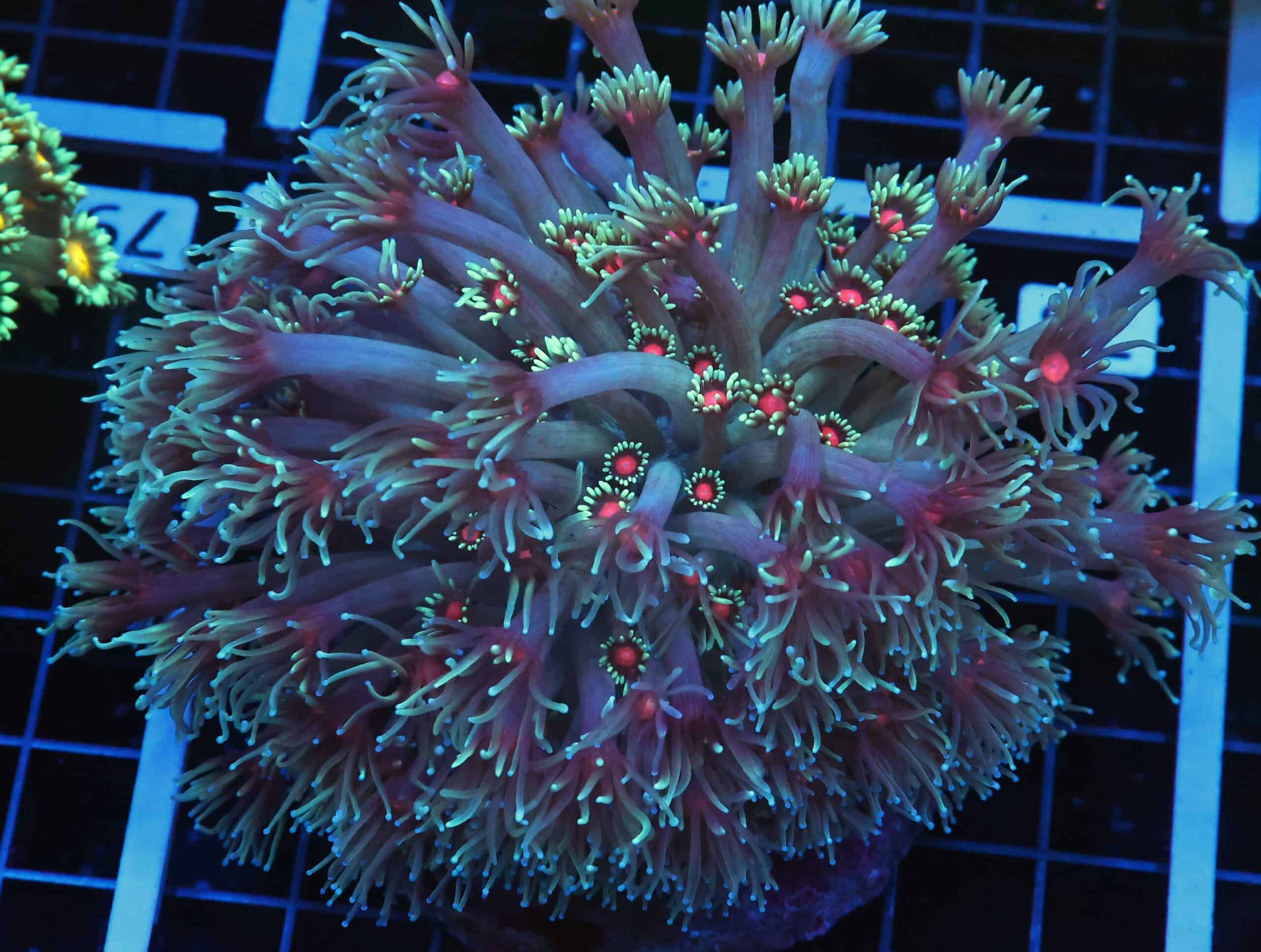 B78 -INDO RED EYE GONIOPORA