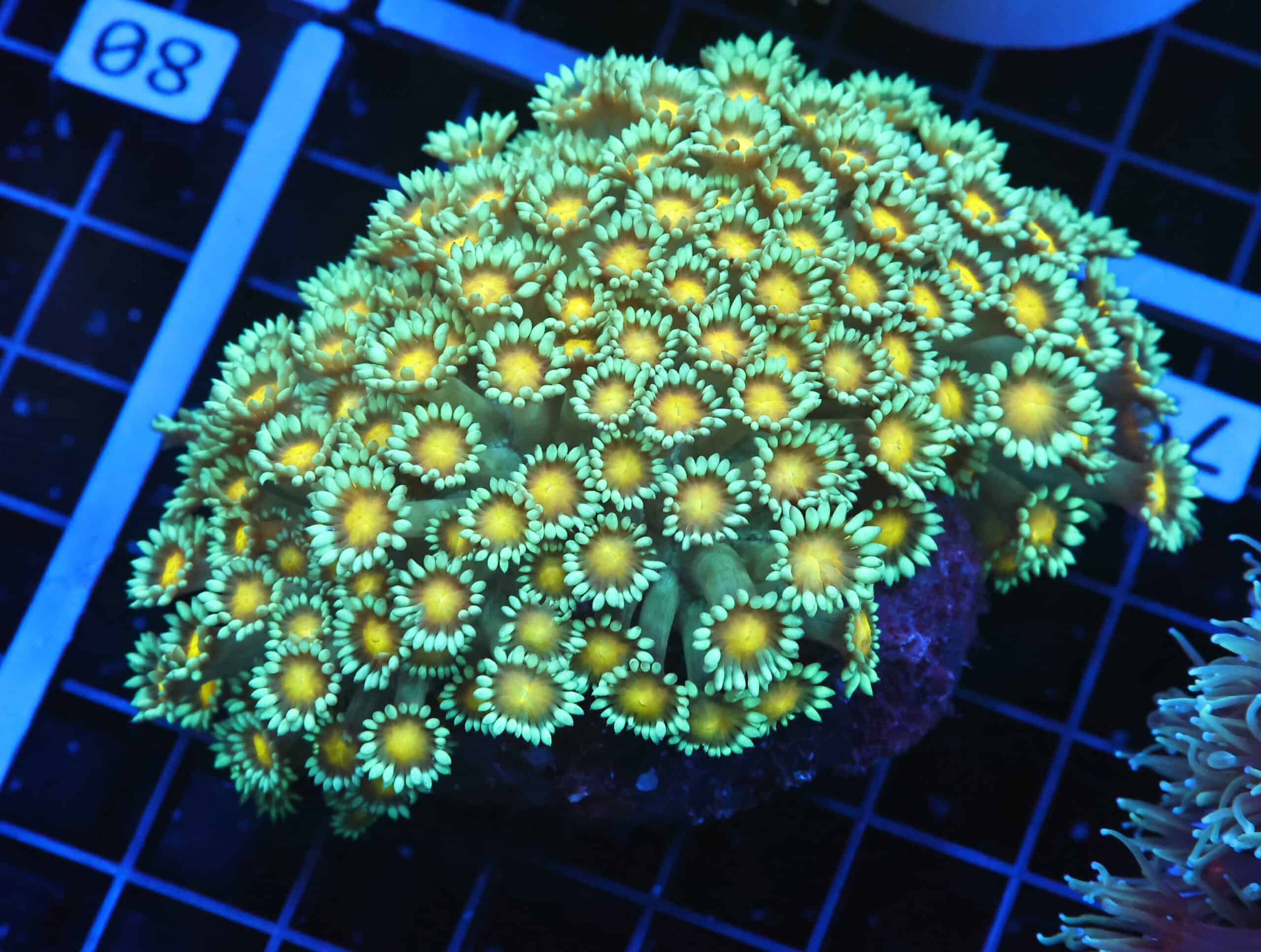 B79 -INDO YELLOW SNOWCONE GONIOPORA