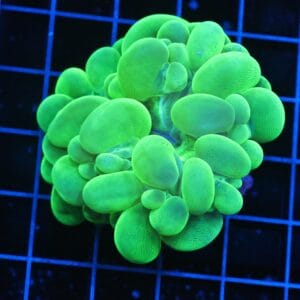 B83 -INDO RADIOACTIVE BUBBLE CORAL