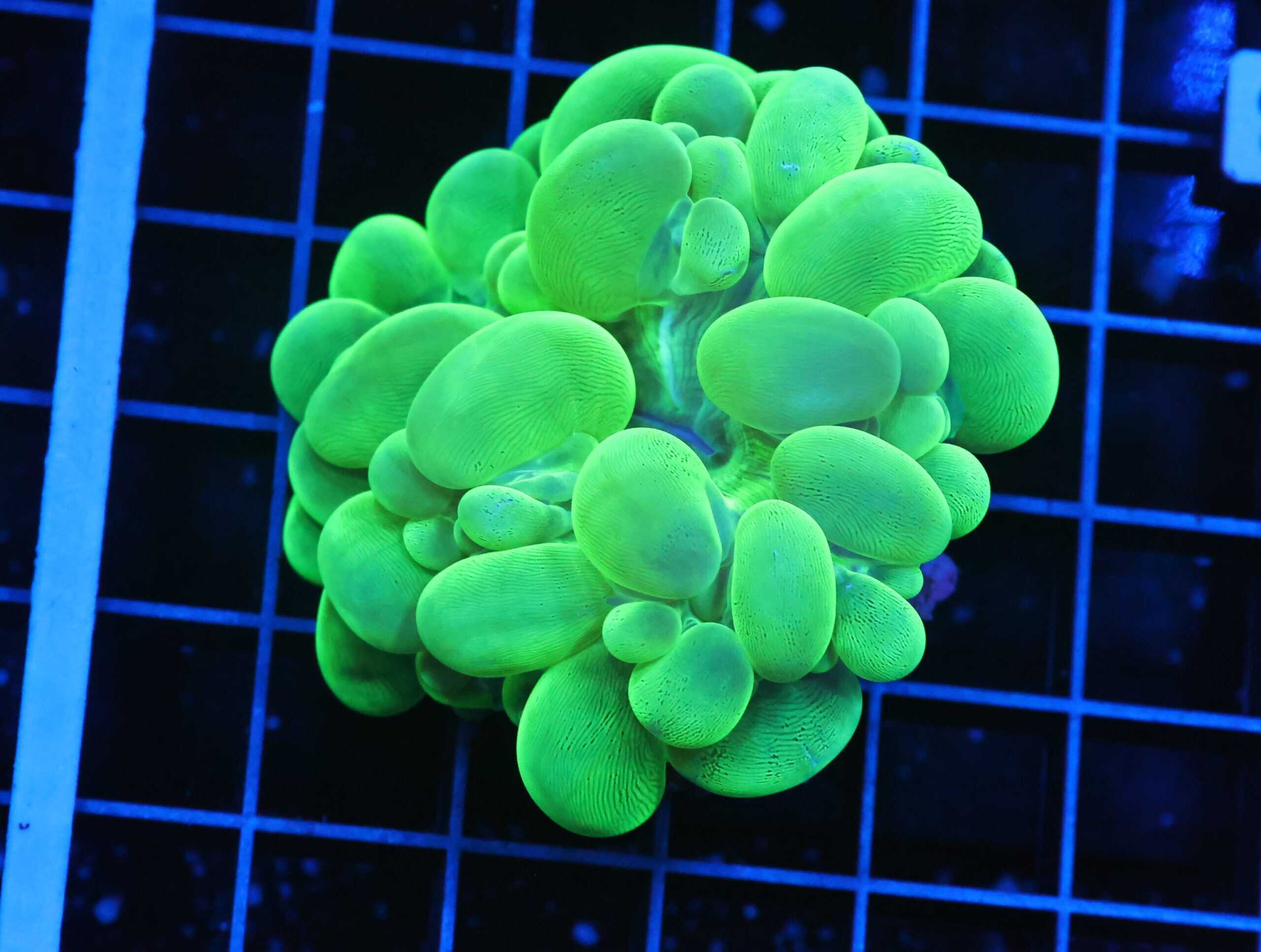 B83 -INDO RADIOACTIVE BUBBLE CORAL