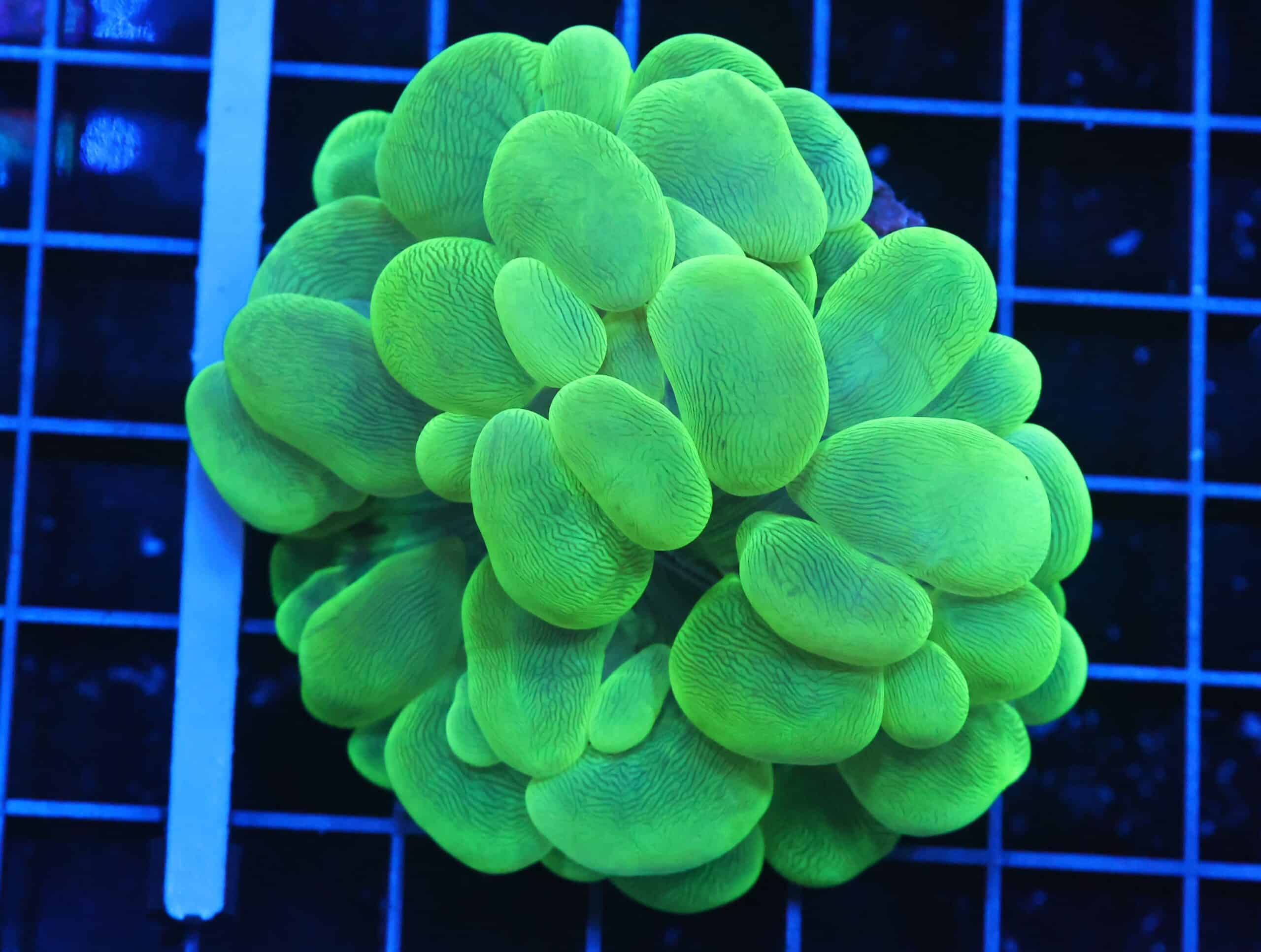 B84 -INDO RADIOACTIVE BUBBLE CORAL