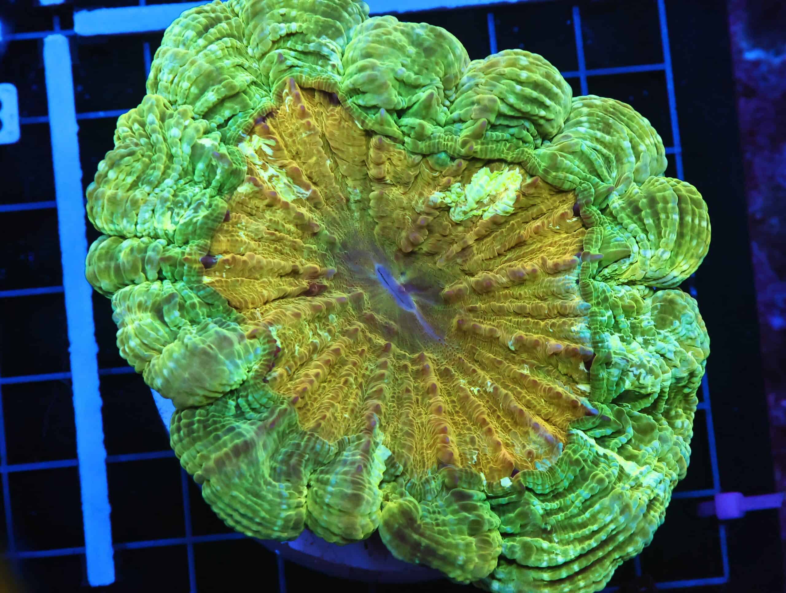 B86 -INDO POT OF GOLD ACANTHOPHYLLIA