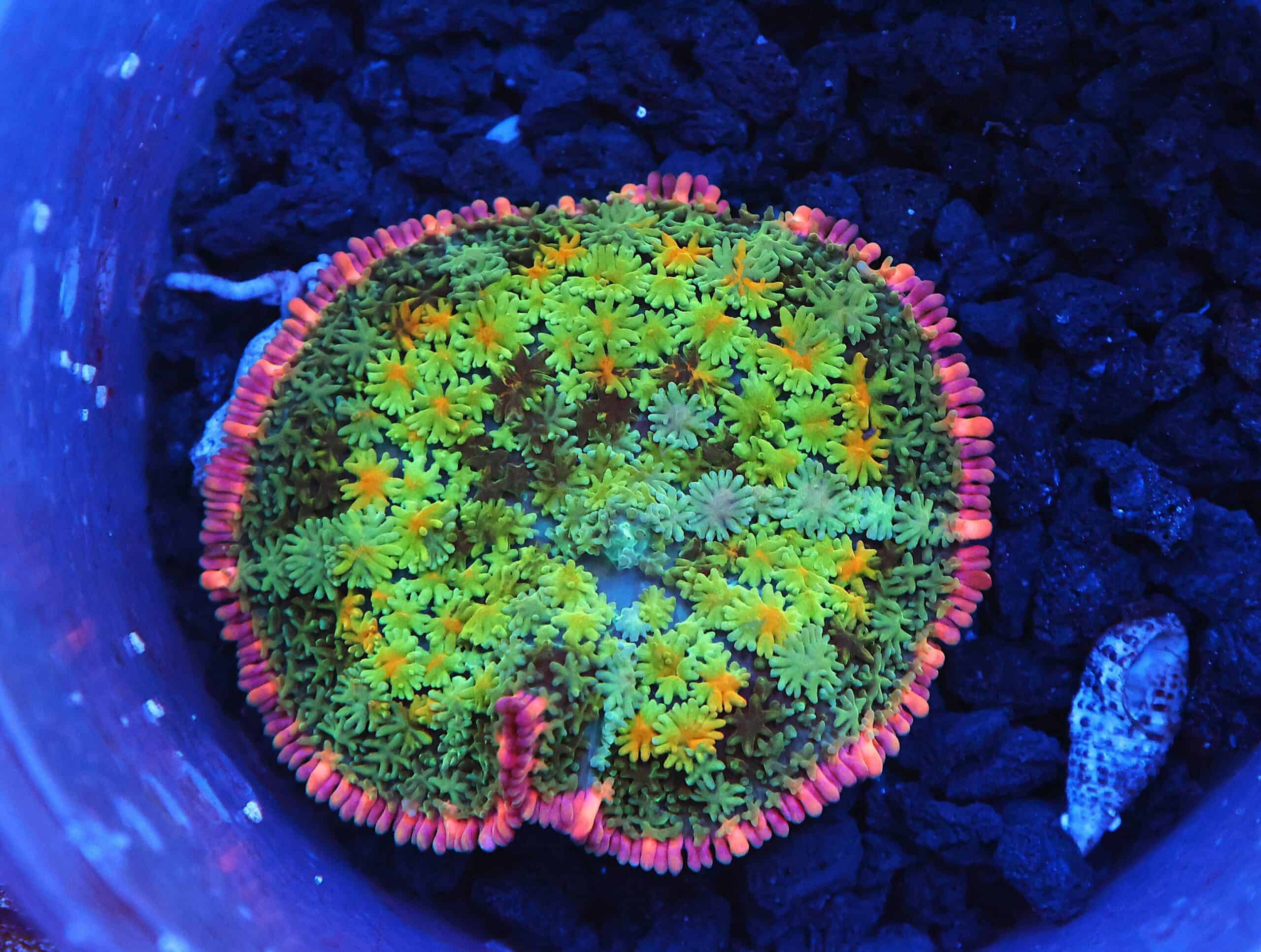 B92 -FRANKENSTEIN CARPET RHODACTIS MUSHROOM