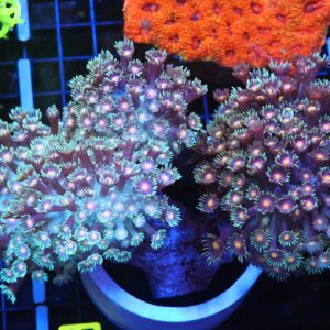 B97 -INDO PINK EYE BRANCHING GONIOPORA XL