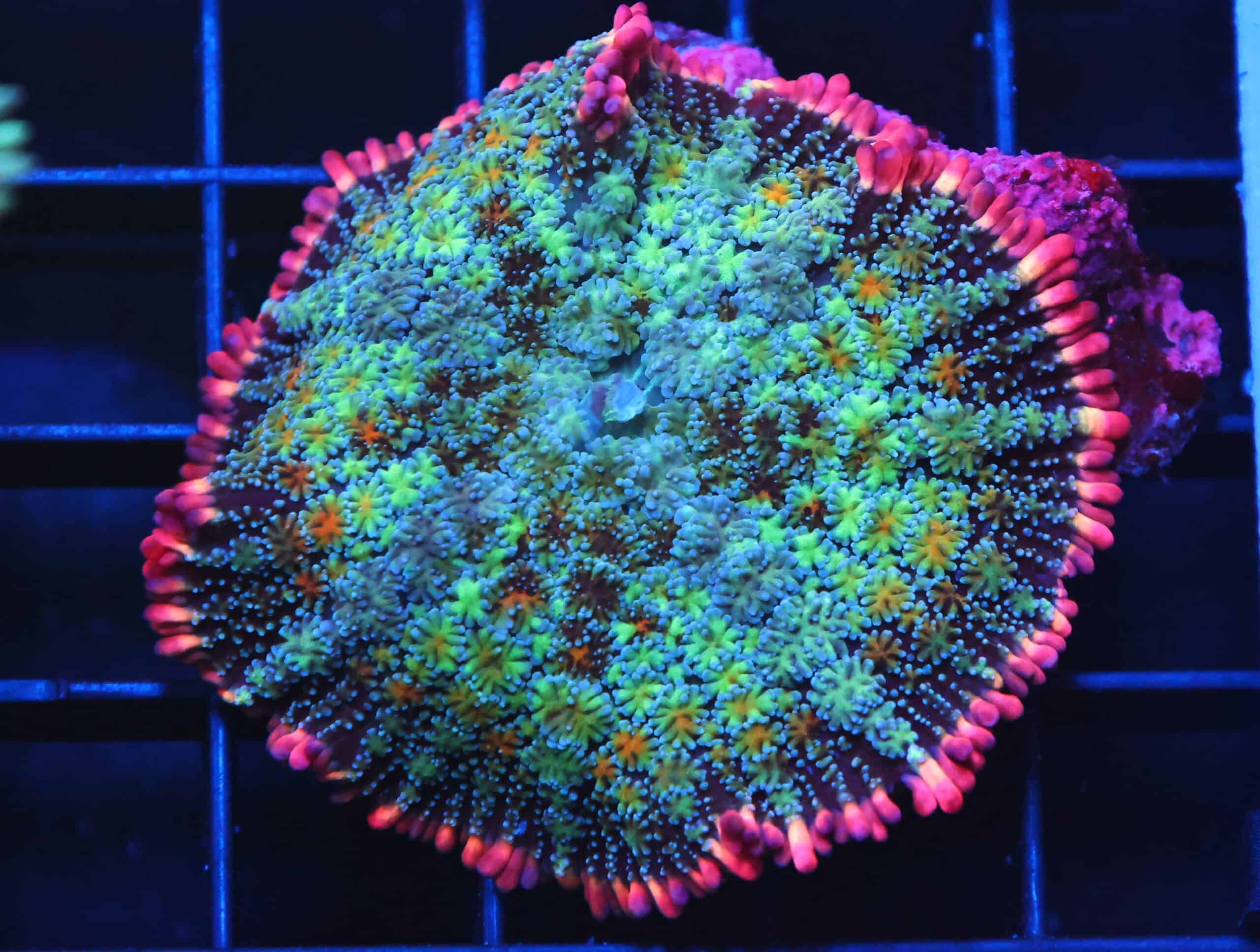 B99 -FRANKENSTEIN CARPET RHODACTIS MUSHROOM