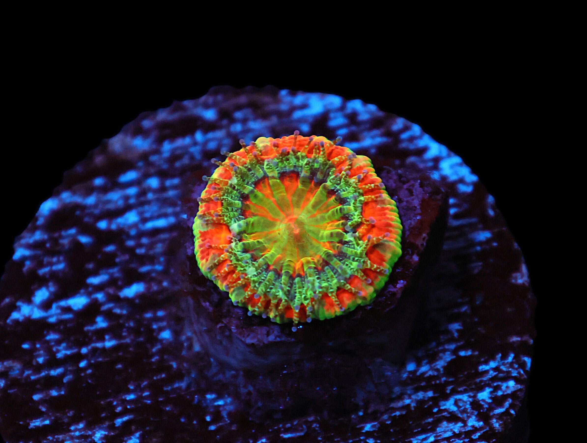 C06 - CAPTIVE SPAWNED AUSSIE LORD