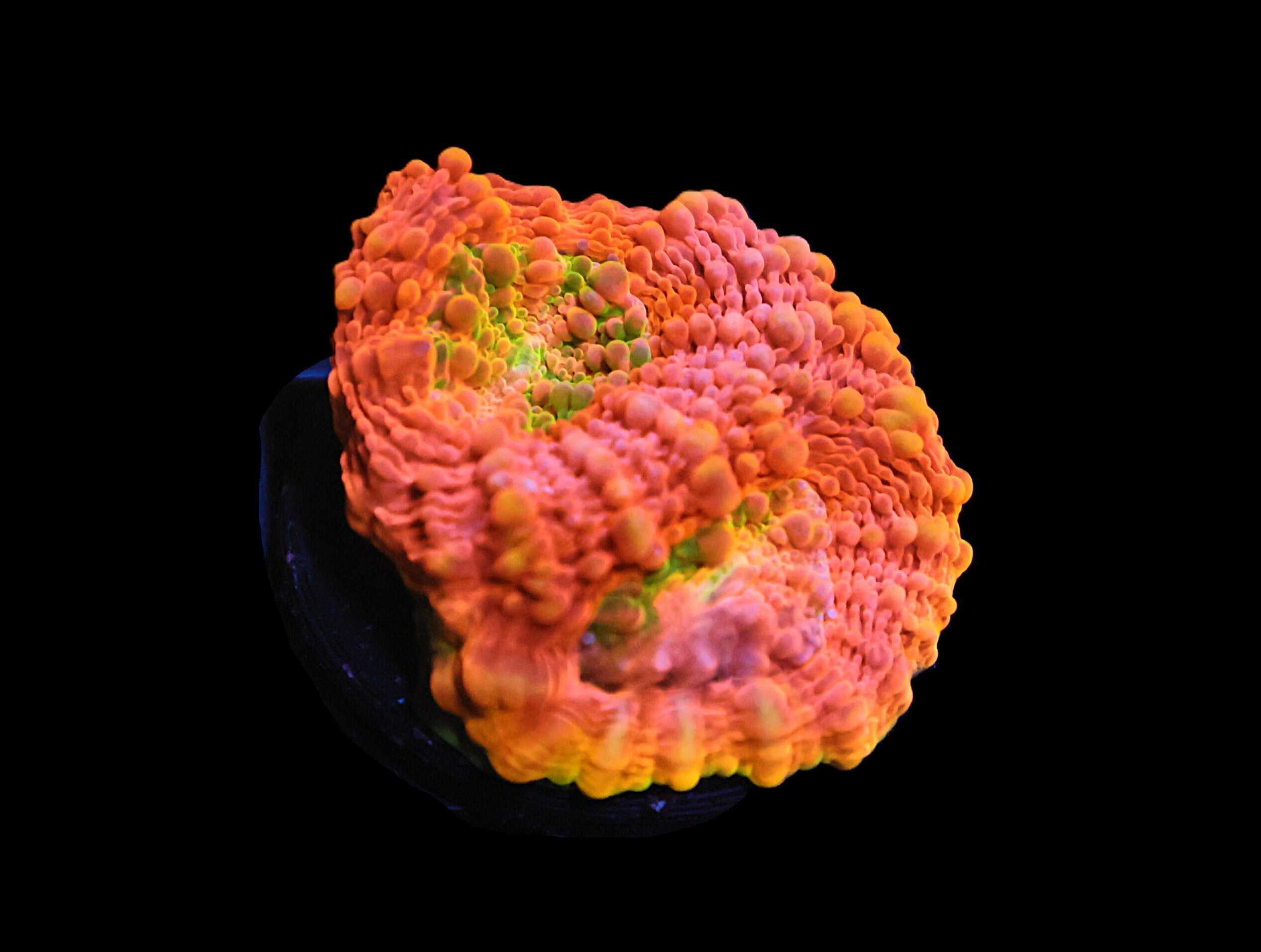 C09 - SDC ORANGE CRUSH ACAN ECHINATA