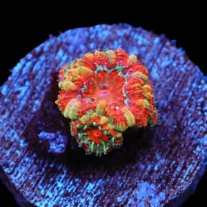 C104 - CAPTIVE SPAWNED AUSSIE LORD