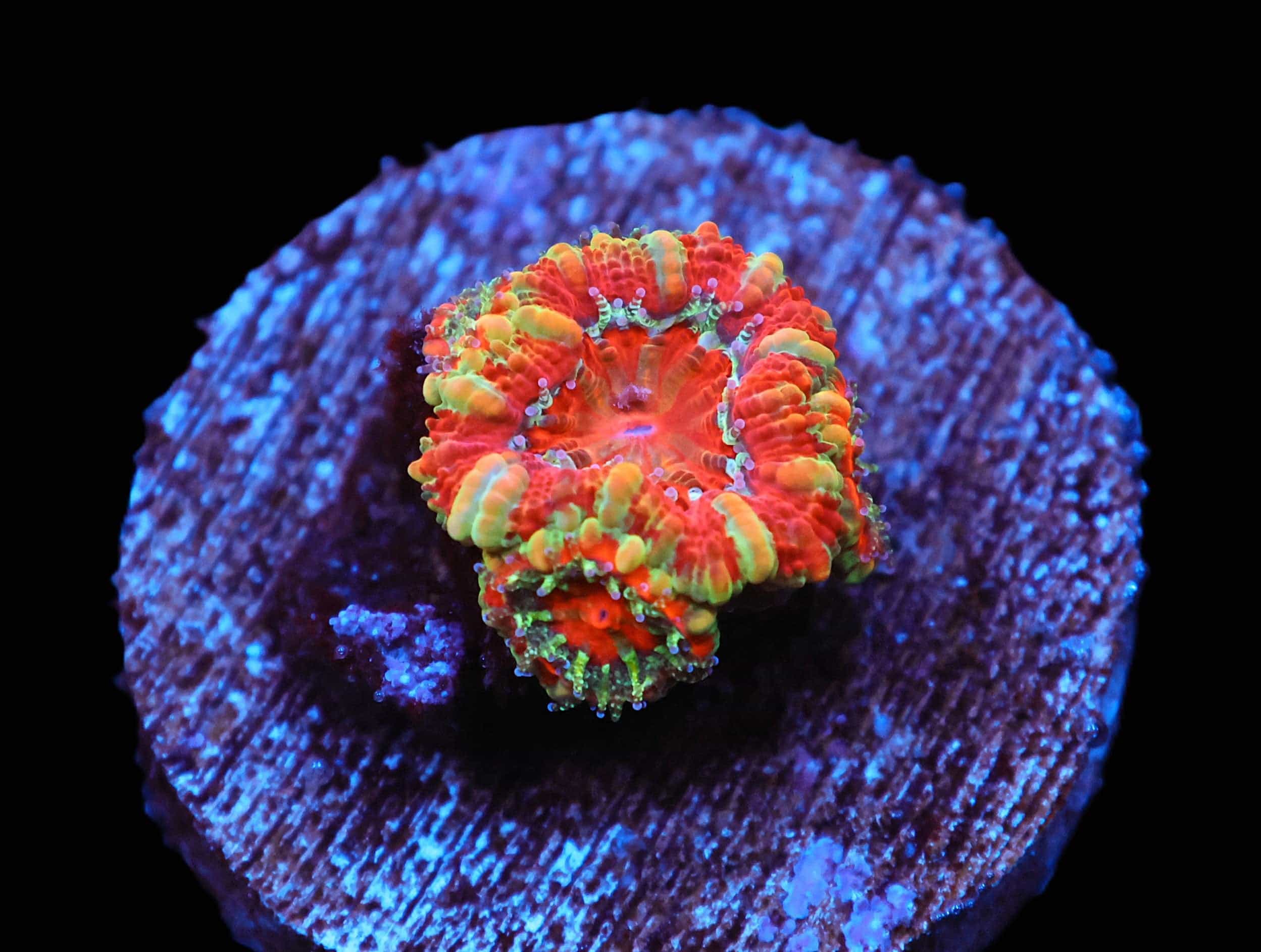 C104 - CAPTIVE SPAWNED AUSSIE LORD