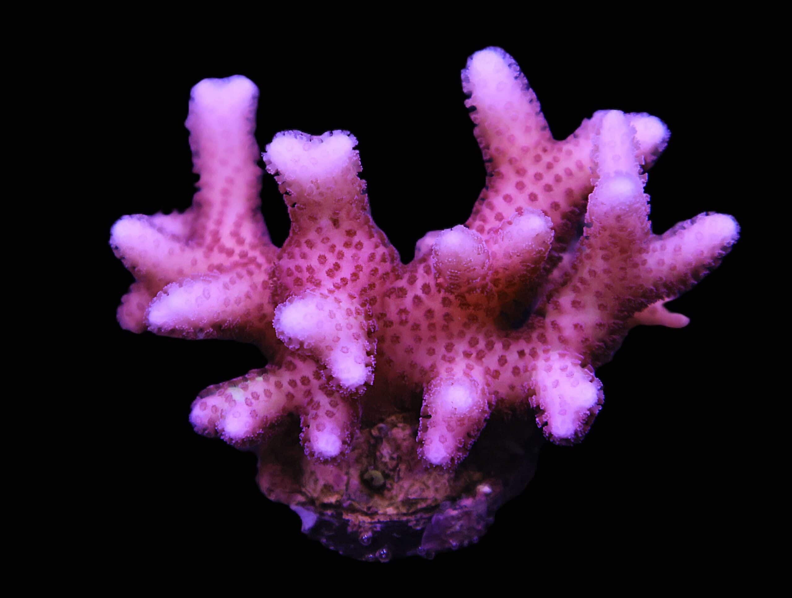 C125 - SDC PINKALICIOUS SERIATOPORA - LG FRAG