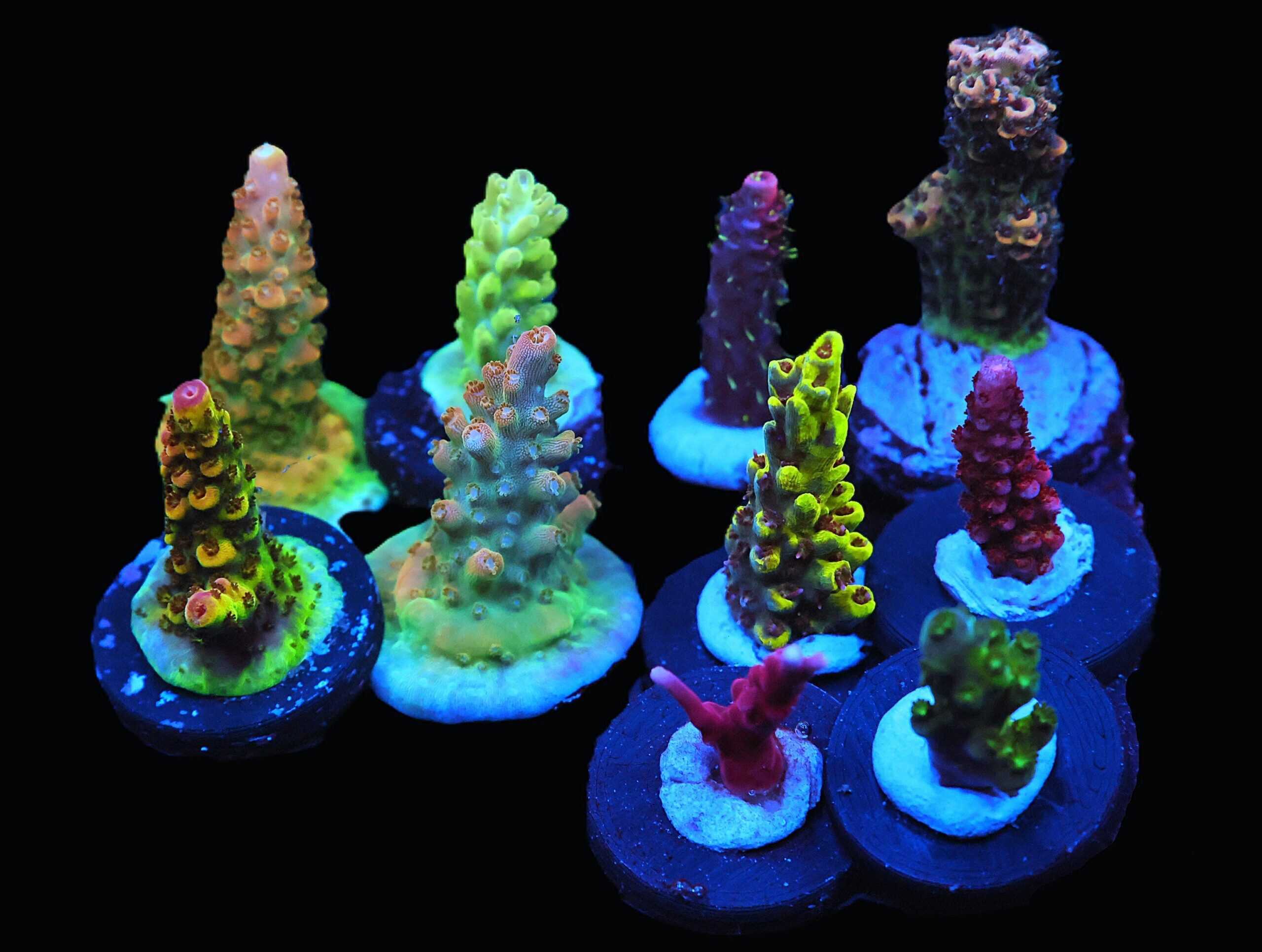 C129 - SDC ACROPORA PACK 10 PC