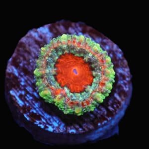 C13 - CAPTIVE SPAWNED AUSSIE LORD