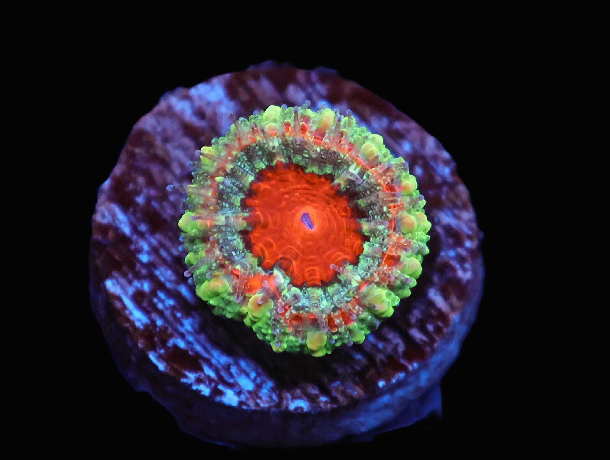 C13 - CAPTIVE SPAWNED AUSSIE LORD