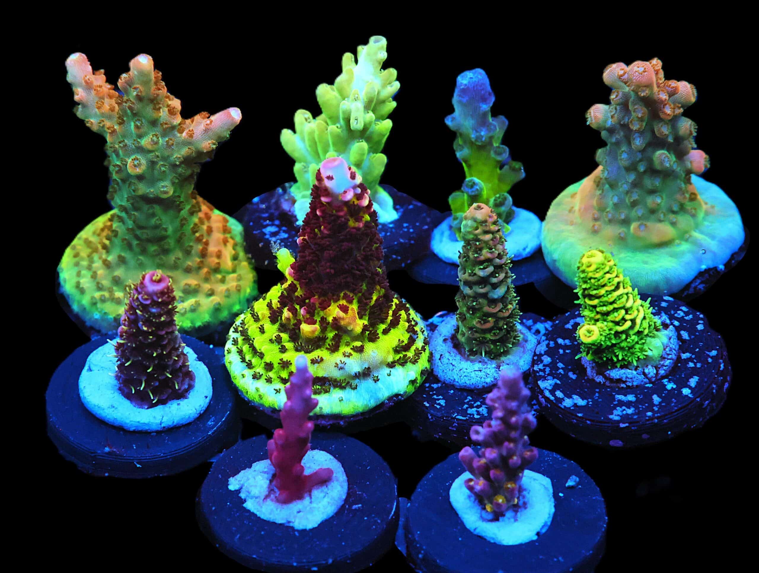 C133 - SDC ACROPORA PACK 10 PC
