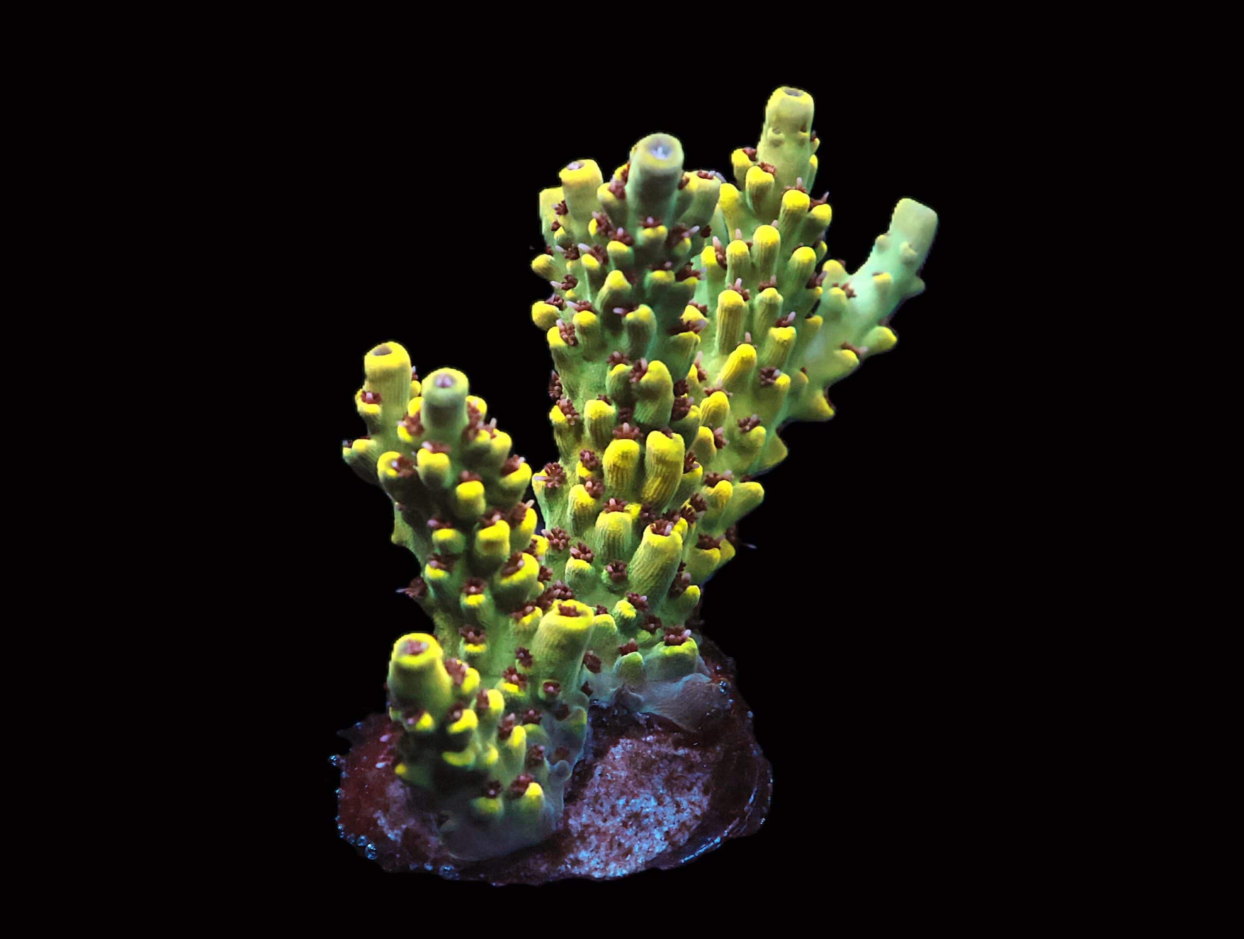 C140 - SDC BANANA TREE ACRO XL FRAG