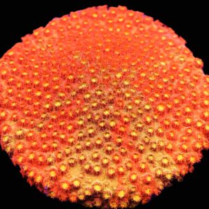 C152 - SDC CYLON ATTACK CYPHASTREA SM COLONY