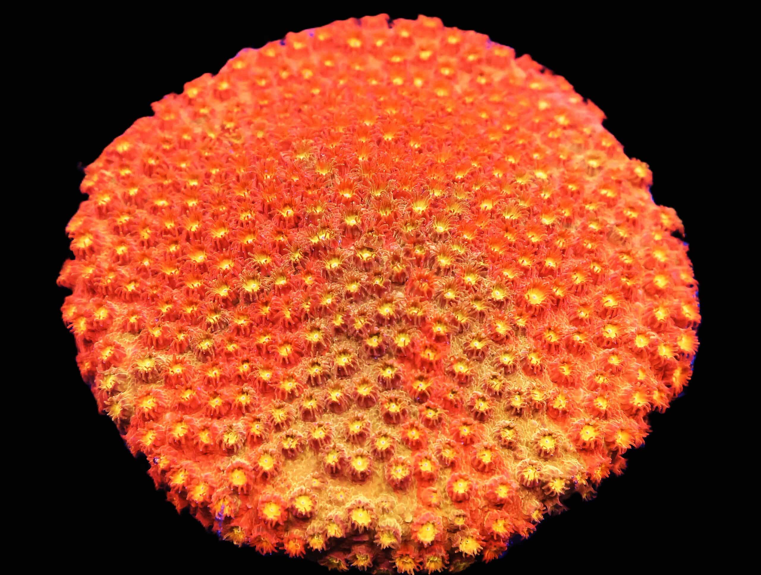 C152 - SDC CYLON ATTACK CYPHASTREA SM COLONY