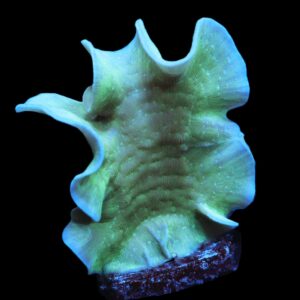 C155 - SDC MINT CHIP PAVONA XL