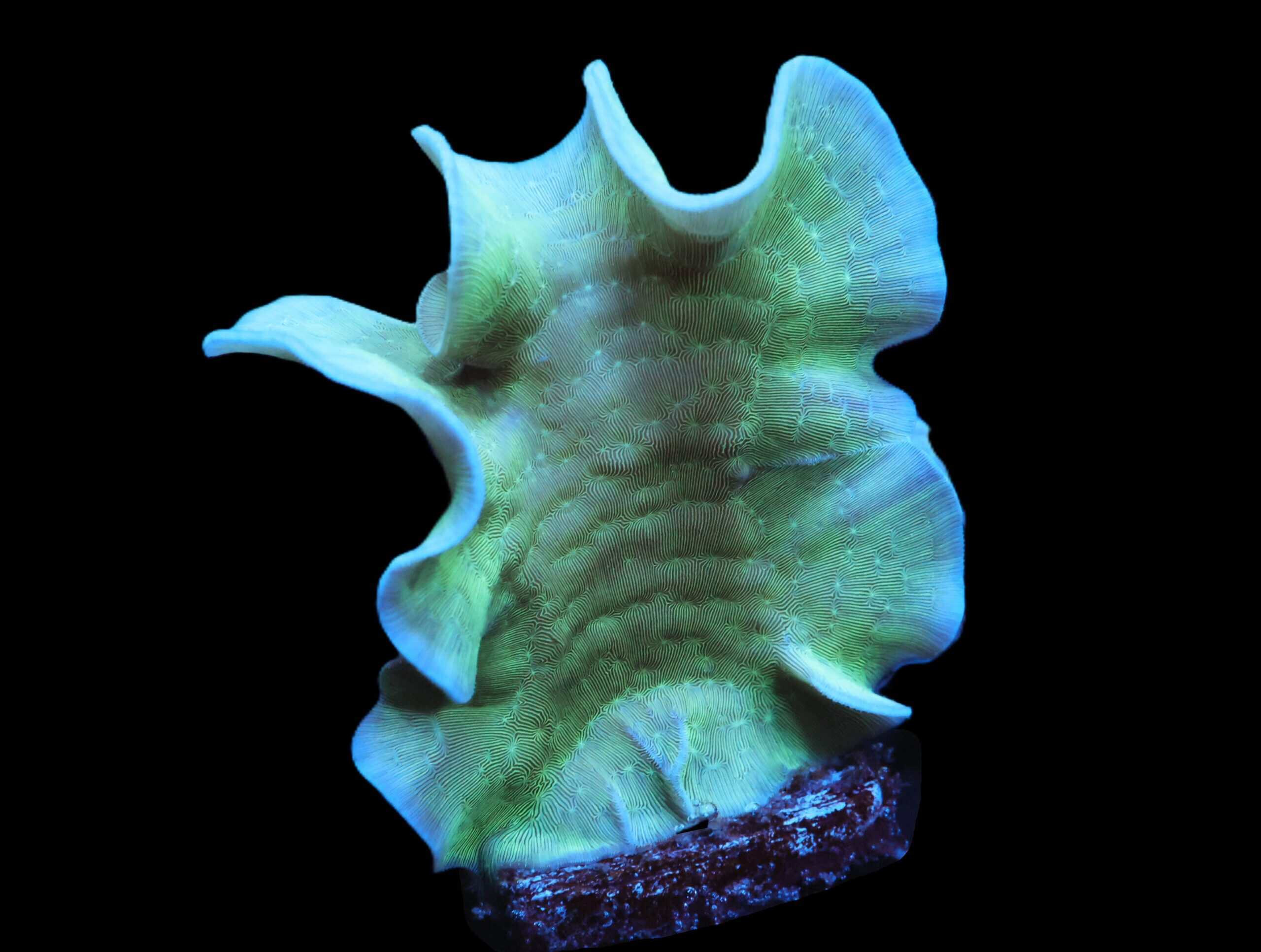 C155 - SDC MINT CHIP PAVONA XL