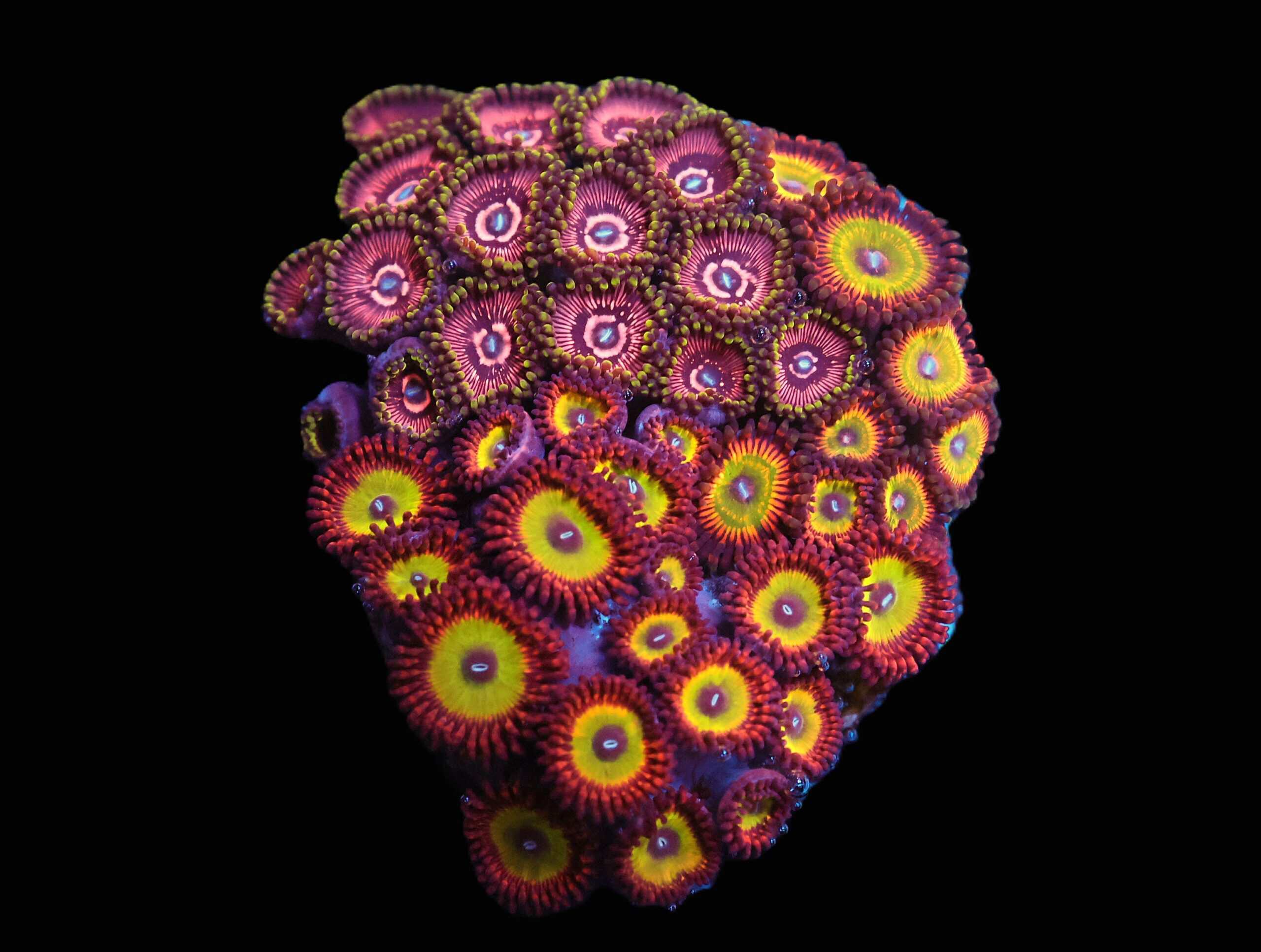 C175 - CULTURED ZOA GARDEN