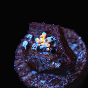 C19 - CAPTIVE SPAWNED AUSSIE GOLD TORCH