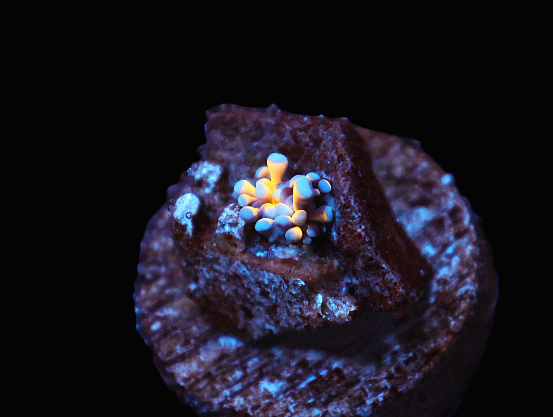 C19 - CAPTIVE SPAWNED AUSSIE GOLD TORCH