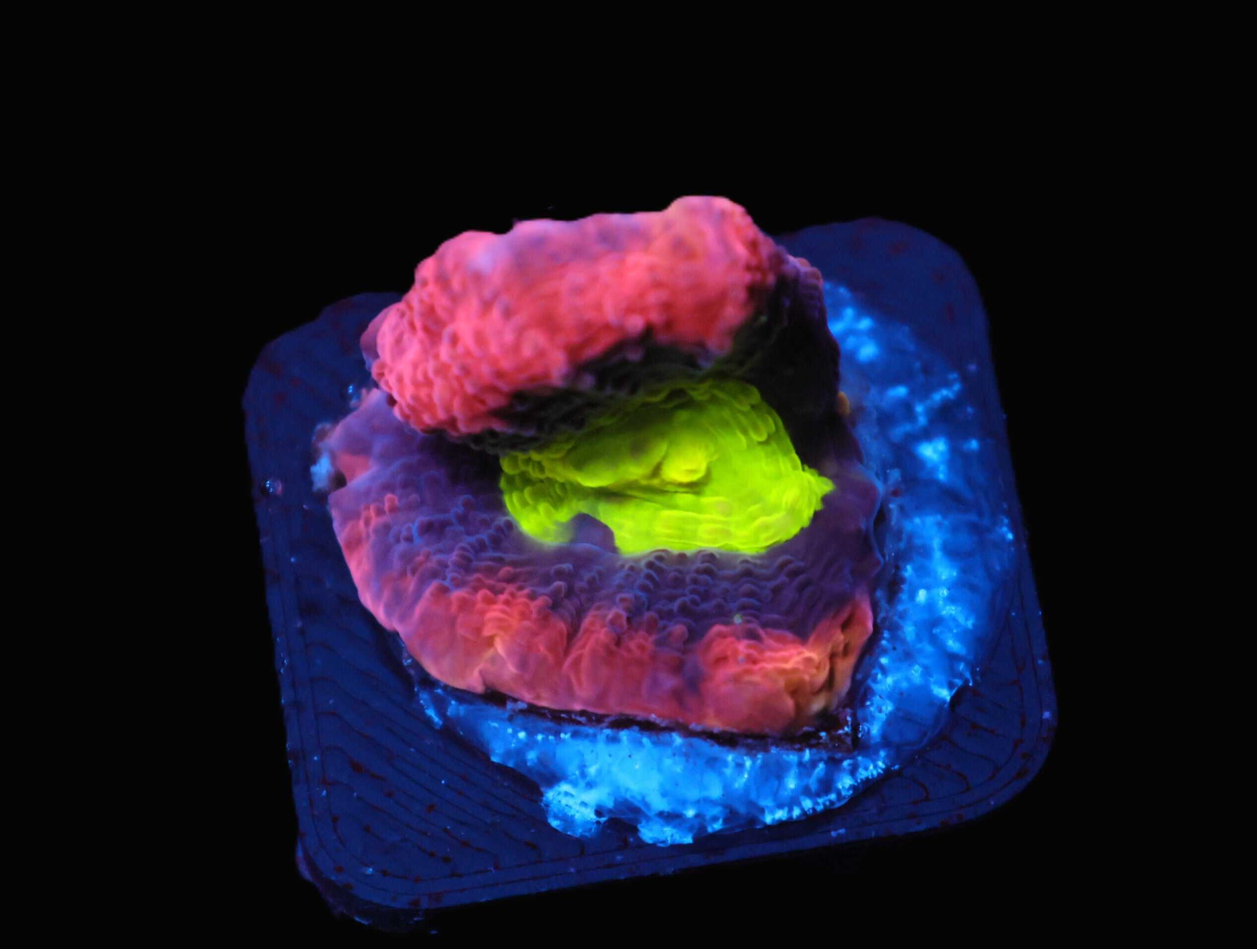 C220 - SDC DRAGON SOUL FAVIA