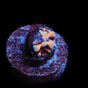 C225 - CAPTIVE SPAWNED AUSSIE GOLD TORCH