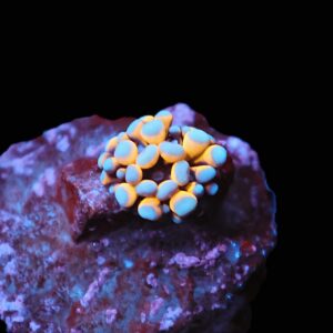 C231 - CAPTIVE SPAWN AUSSIE GOLD TORCH