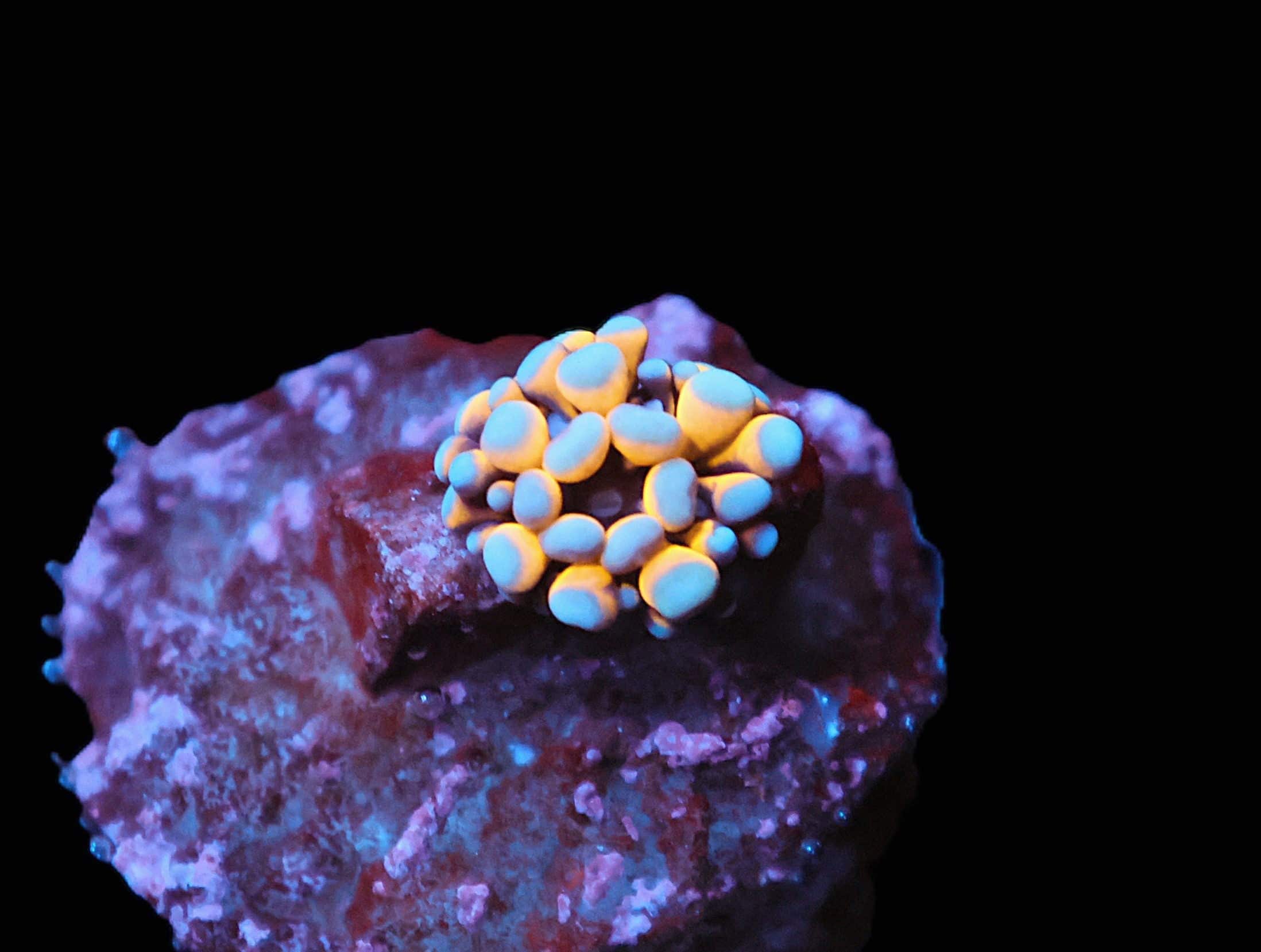 C231 - CAPTIVE SPAWN AUSSIE GOLD TORCH