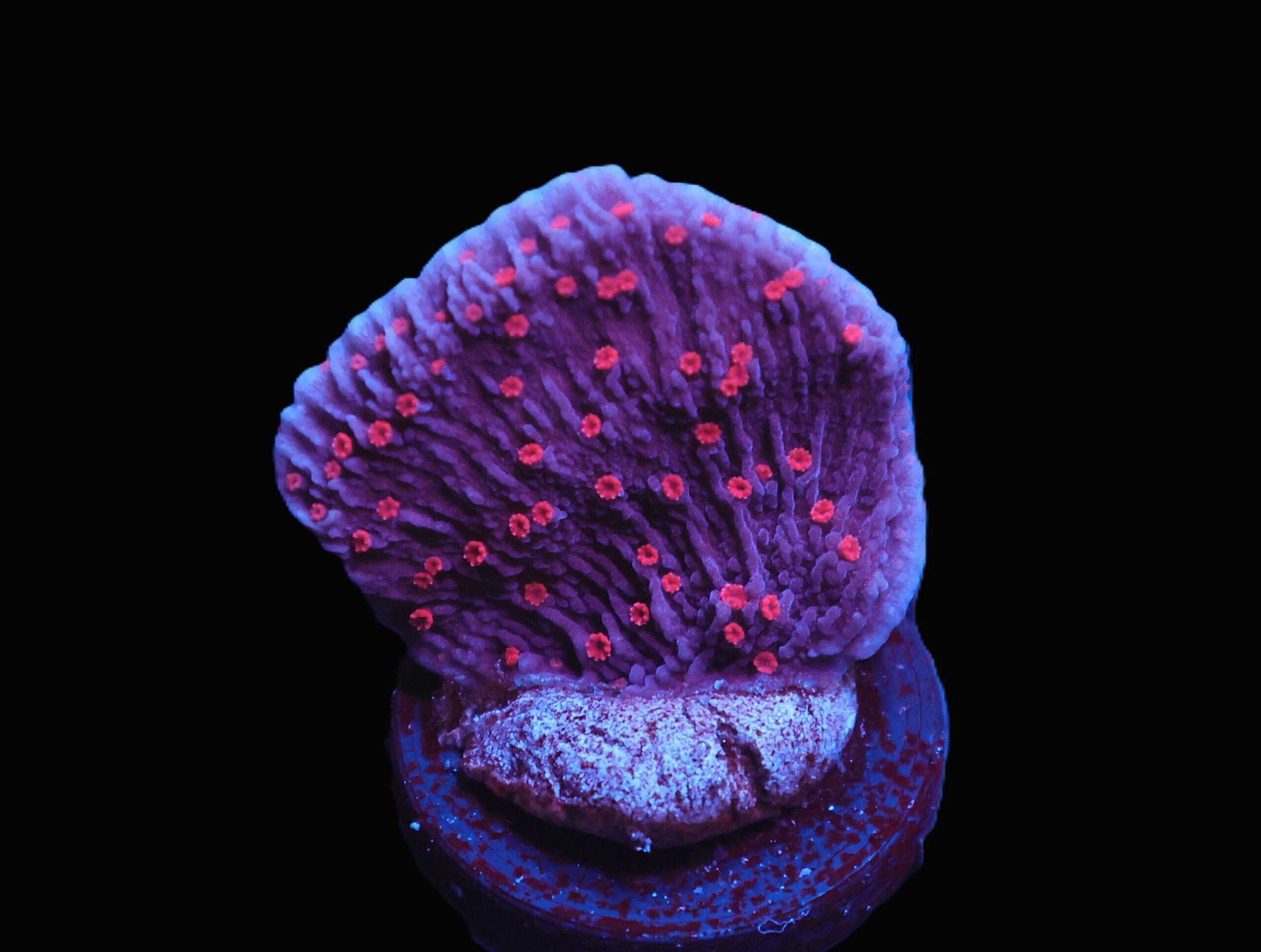 C26 - TSA PERIWINKLE PASSION MONTI