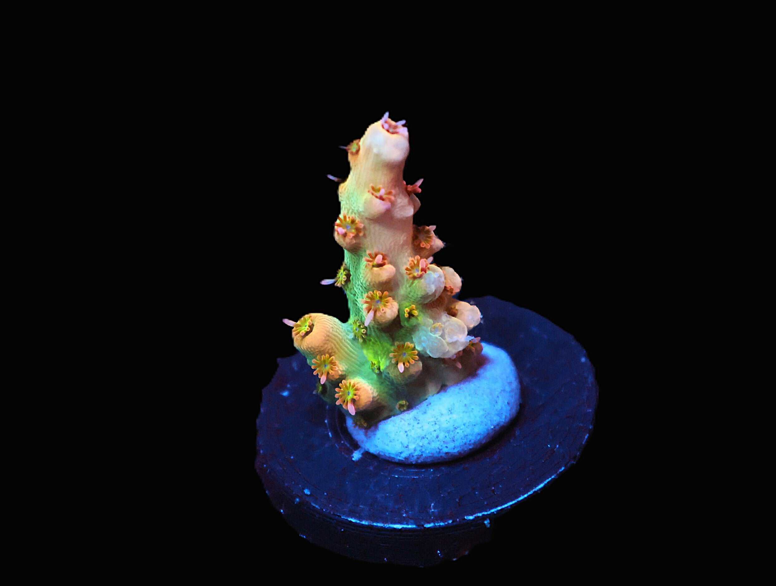 C264 - SDC PROM NIGHT ACRO