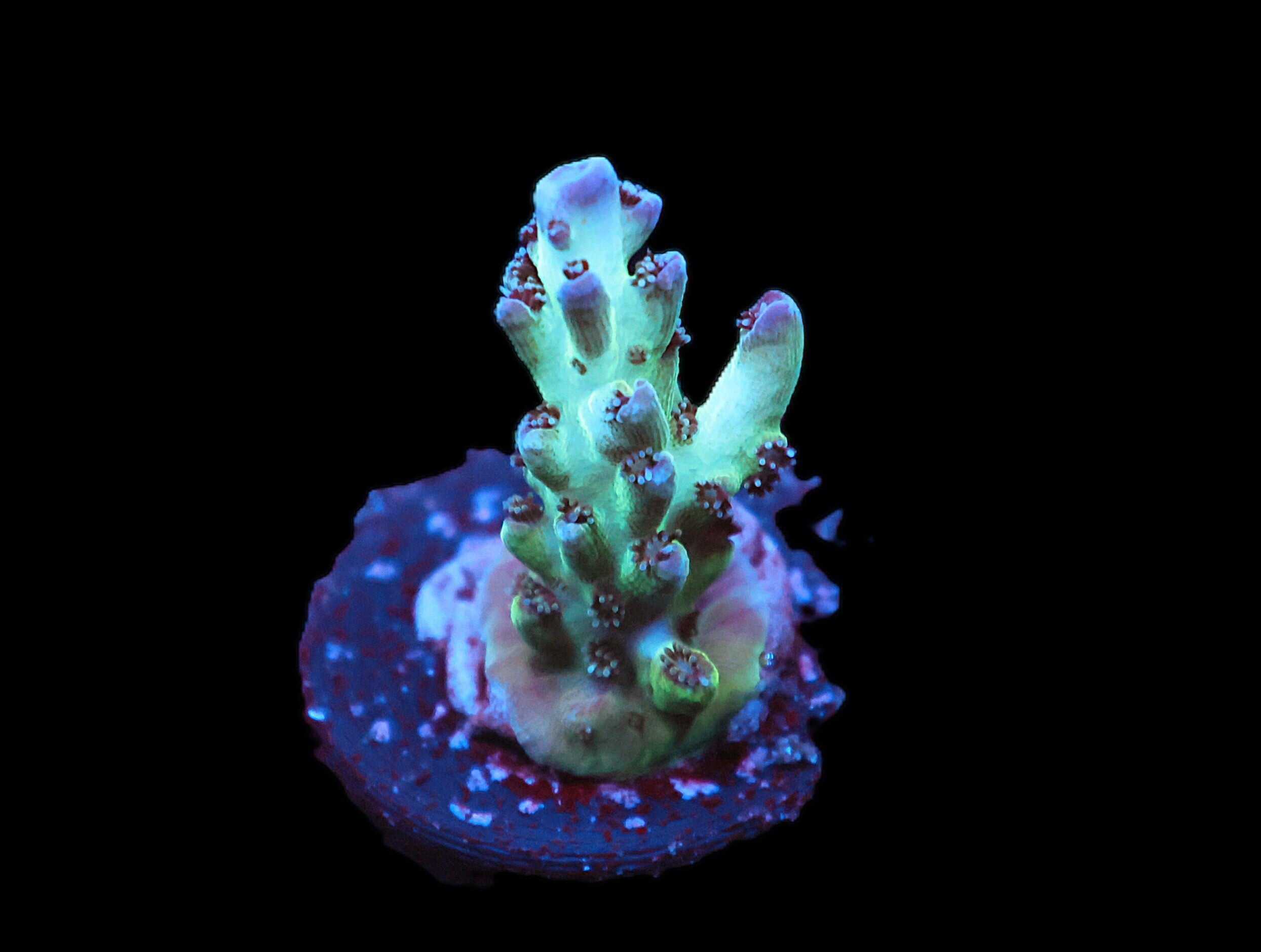 C267 - SDC ICE STORM ACRO