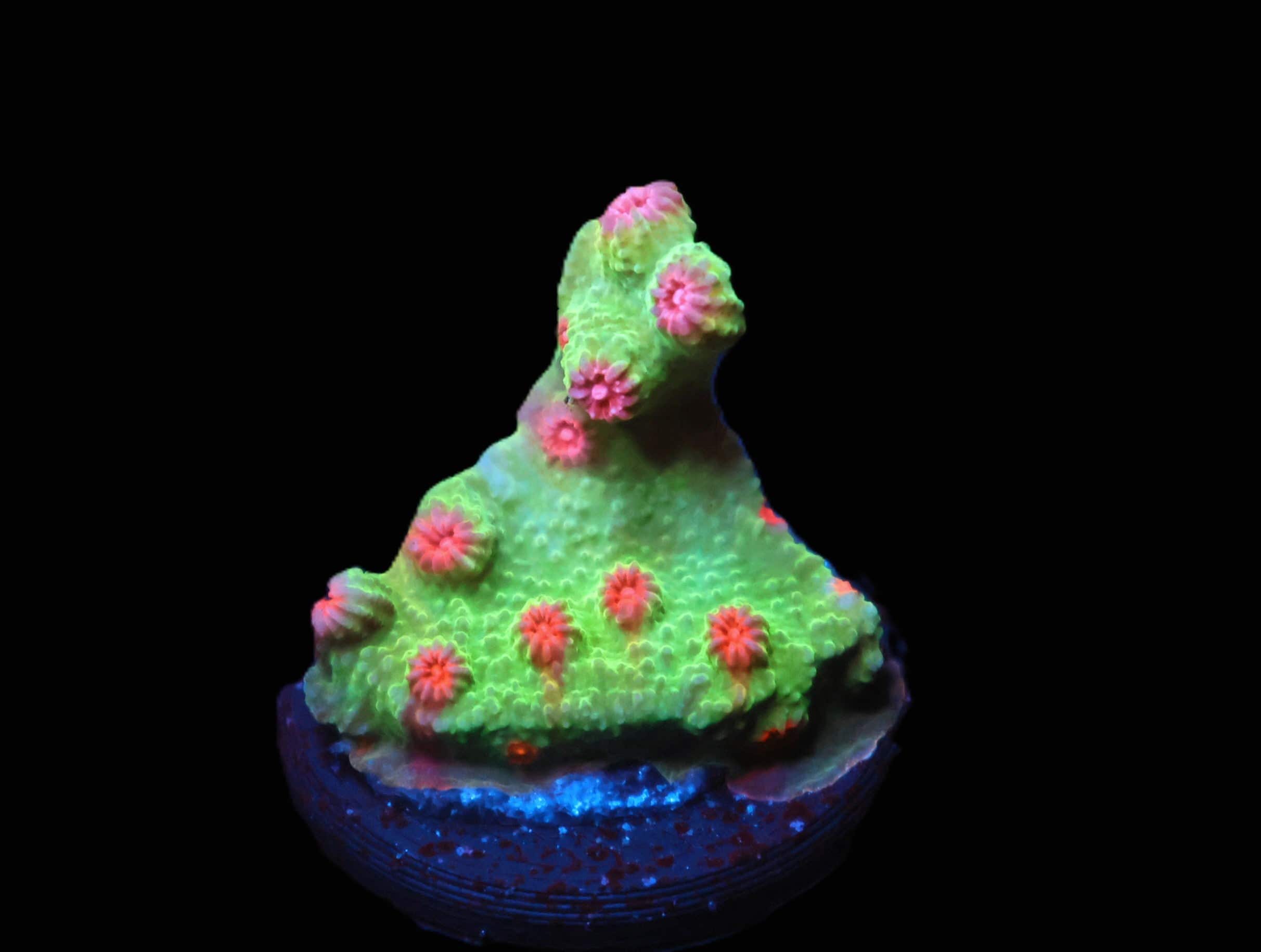 C277 - SDC PINK WINK BRANCHING CYPHASTREA