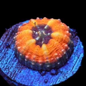 C287 - CAPTIVE SPAWNED AUSSIE LOBO