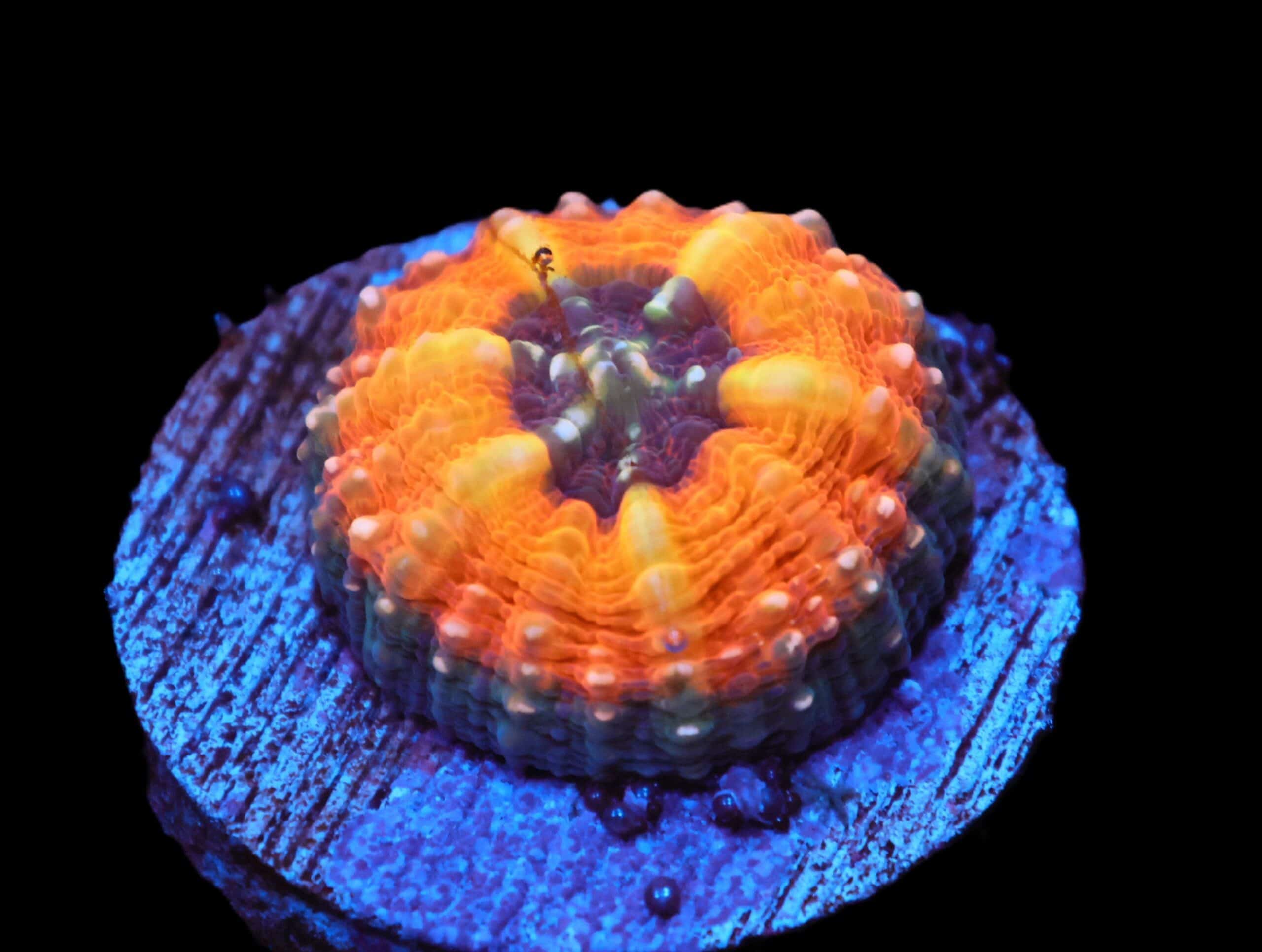 C287 - CAPTIVE SPAWNED AUSSIE LOBO