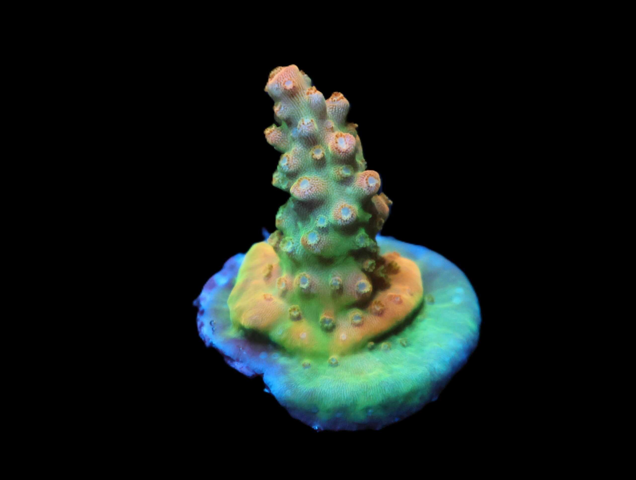 C289 - SDC ACROPORA ASST. PREMIUM