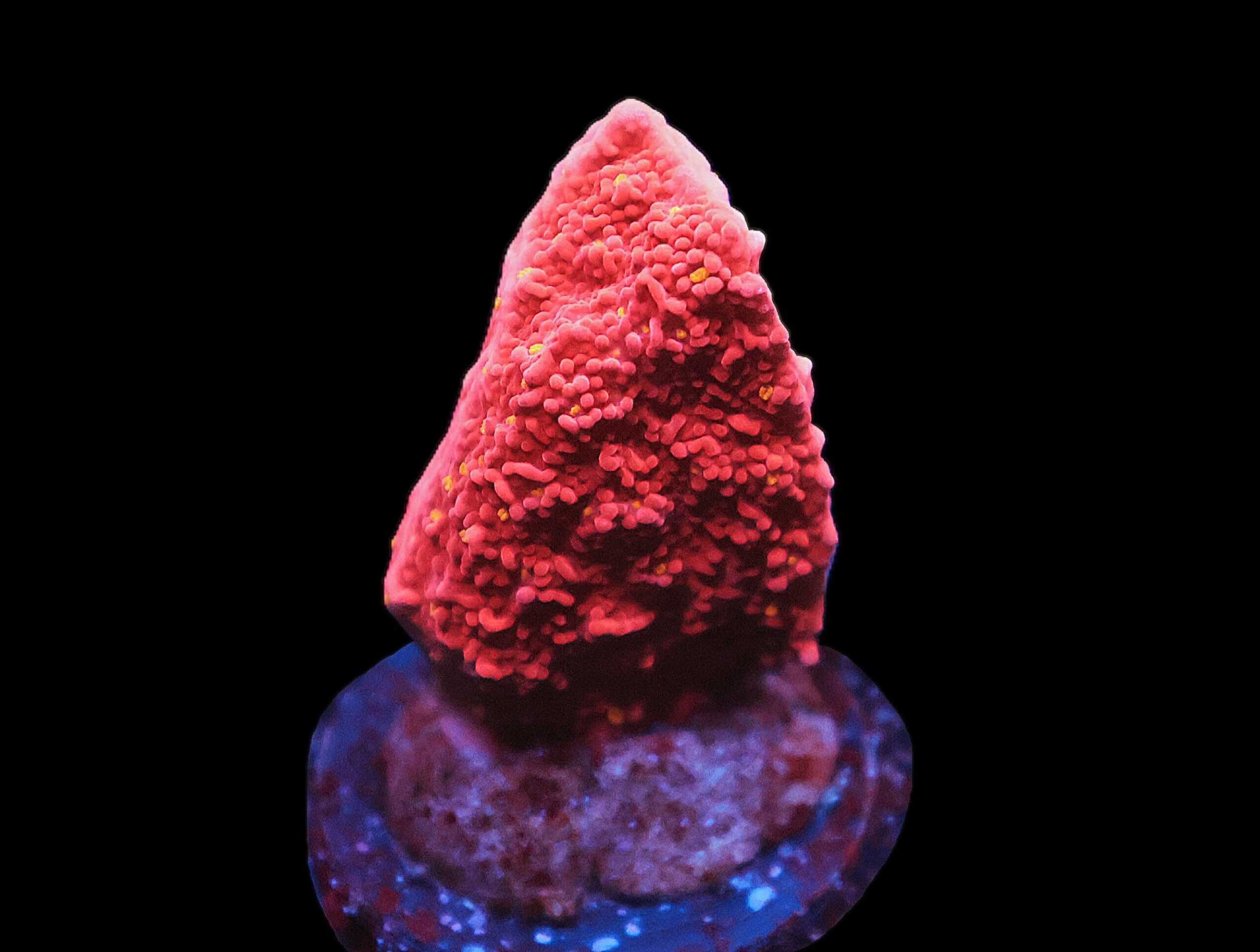 C29 - REEFTECH STARBURST MONTI