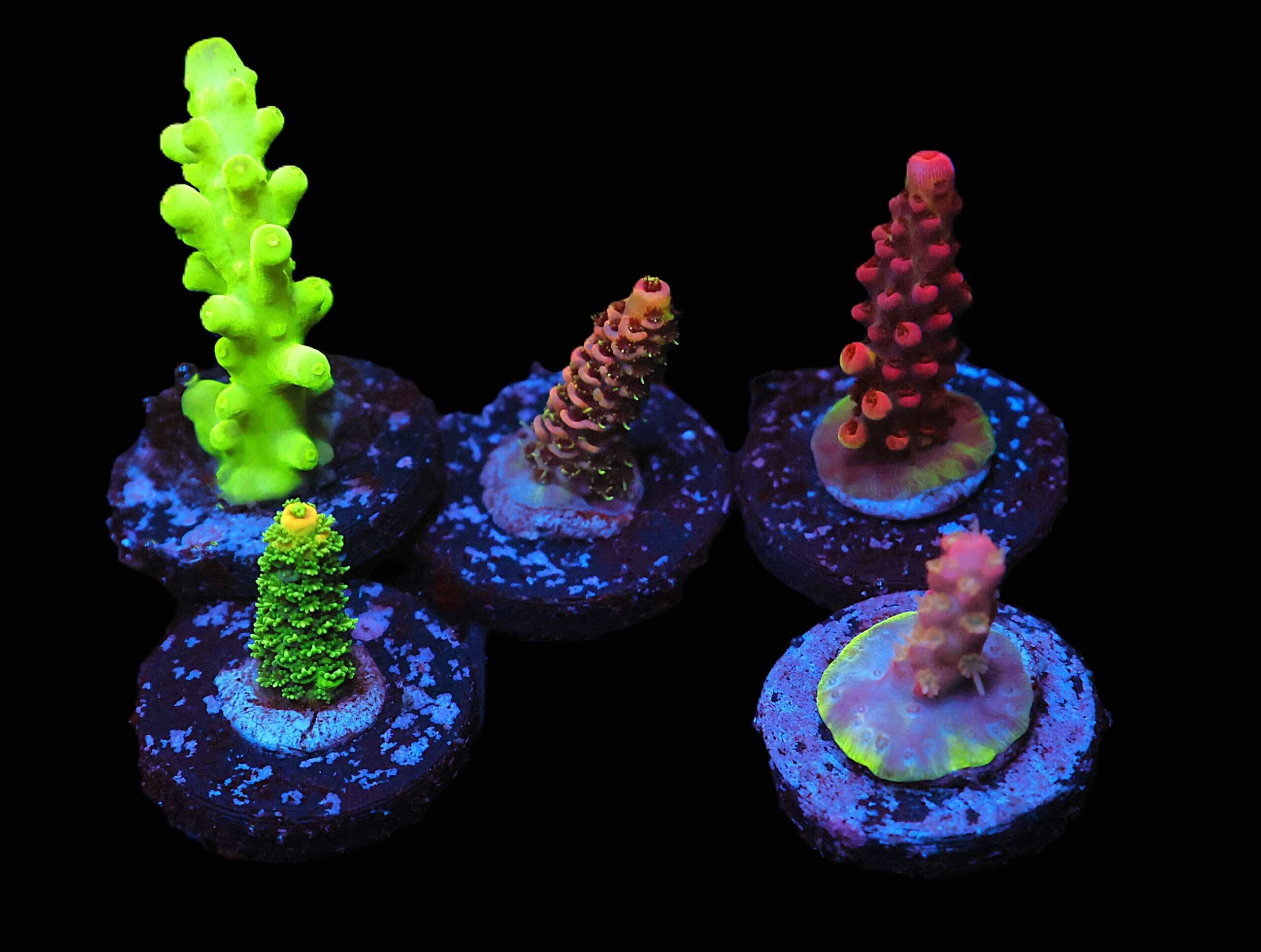 C295 - 5 PC SDC ACROPORA PACK