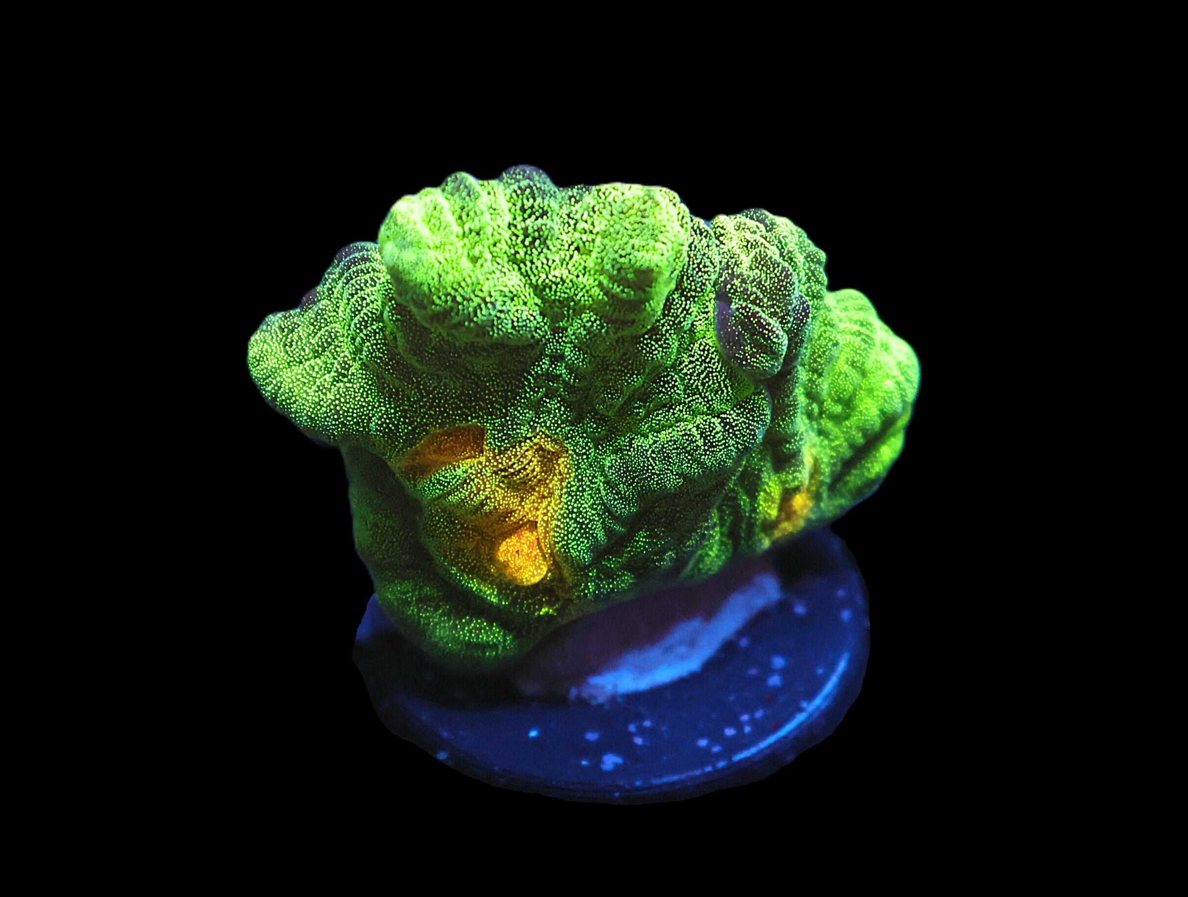 C32 - SDC SPACE INVADER PECTINIA