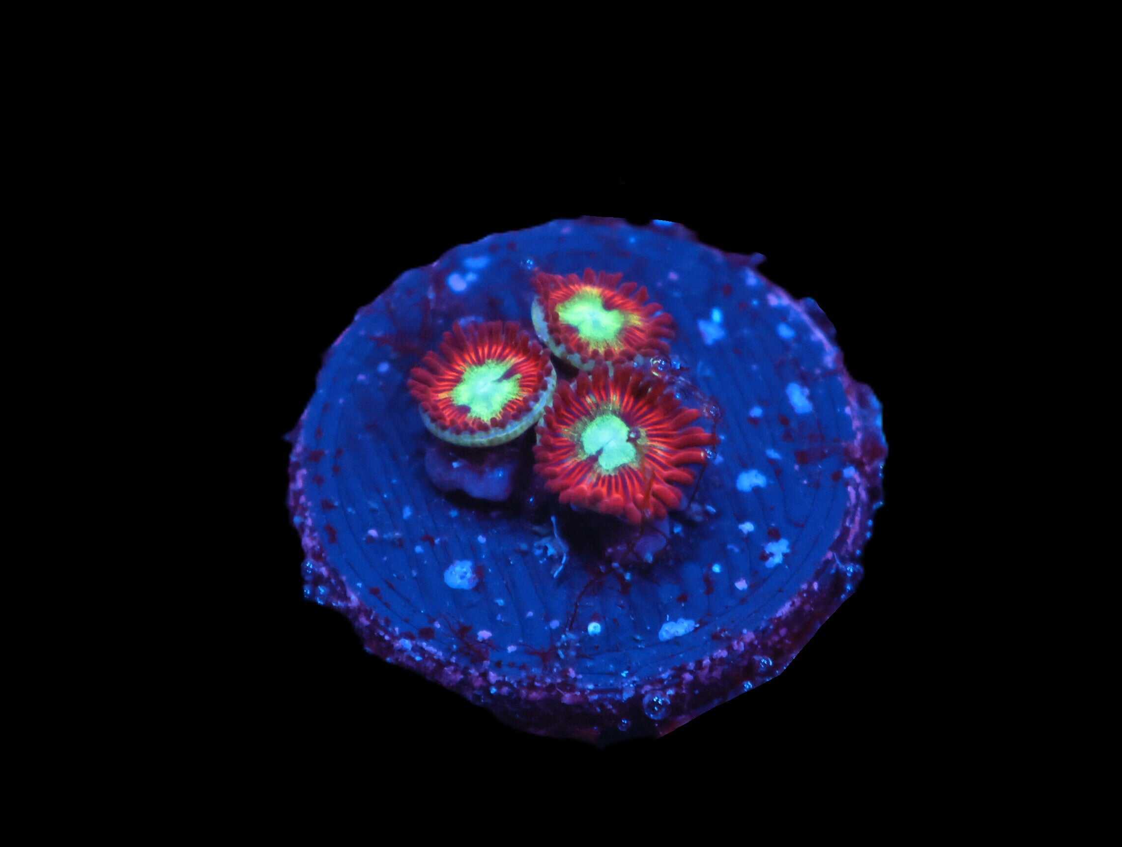 C345 - SDC CHARMANDER ZOA/PALY