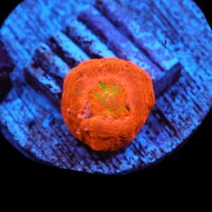 C355 - CAPTIVE SPAWN SCOLYMIA